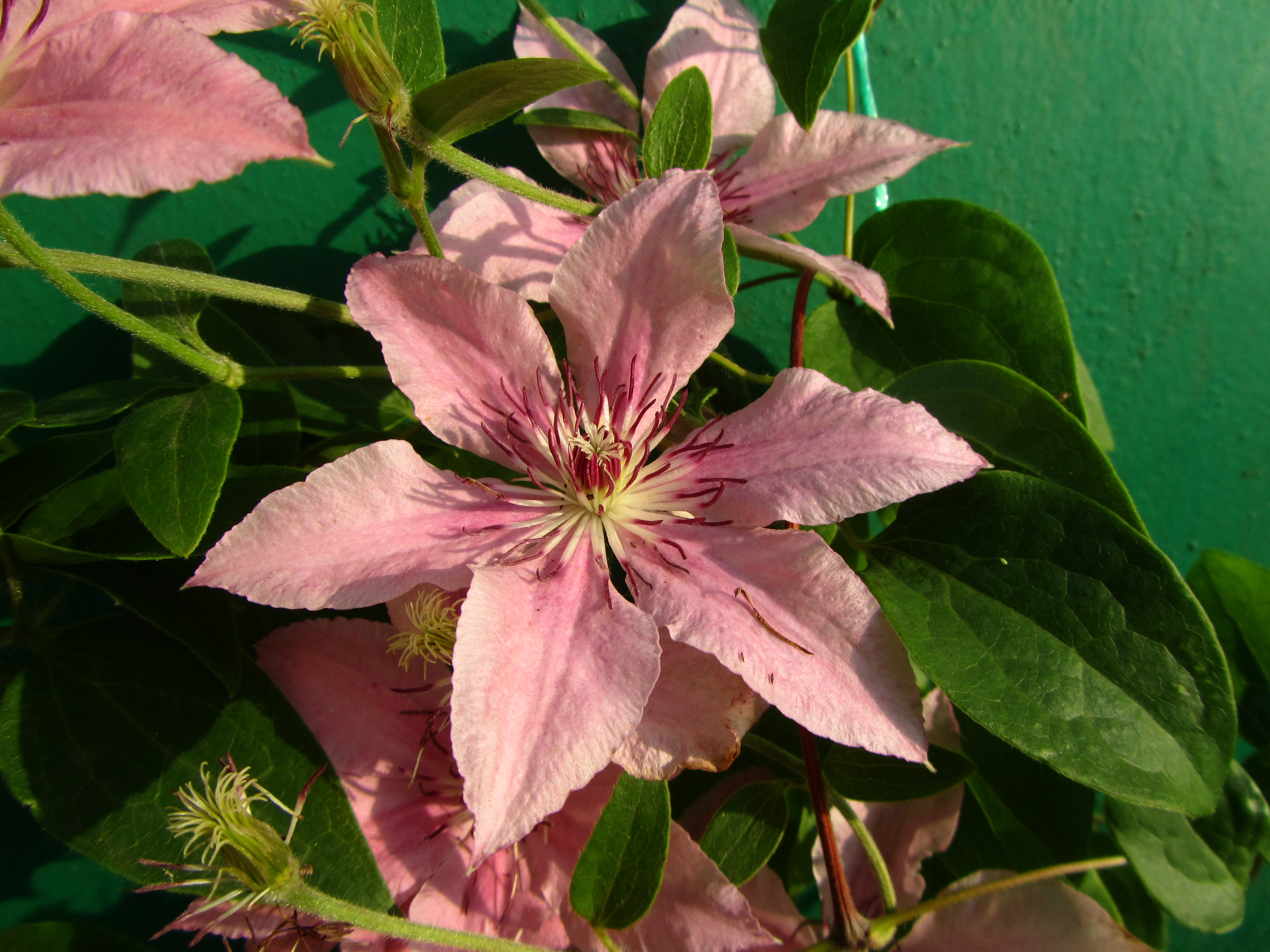 Téléchargez gratuitement l'image Fleurs, Fleur, Terre/nature sur le bureau de votre PC