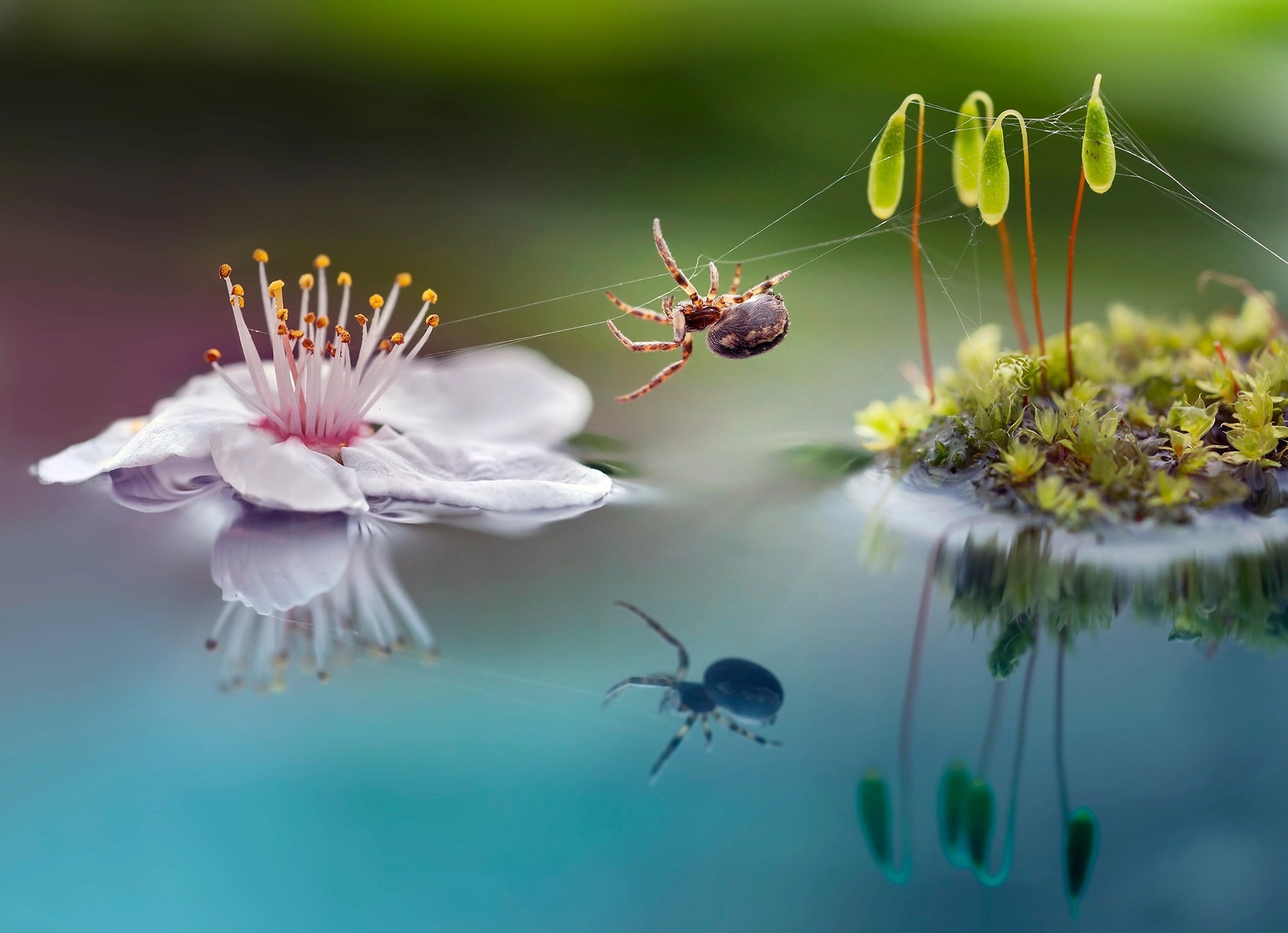 Descarga gratis la imagen Animales, Flor, Insecto, Araña, Macrofotografía, Reflejo, Arañas en el escritorio de tu PC