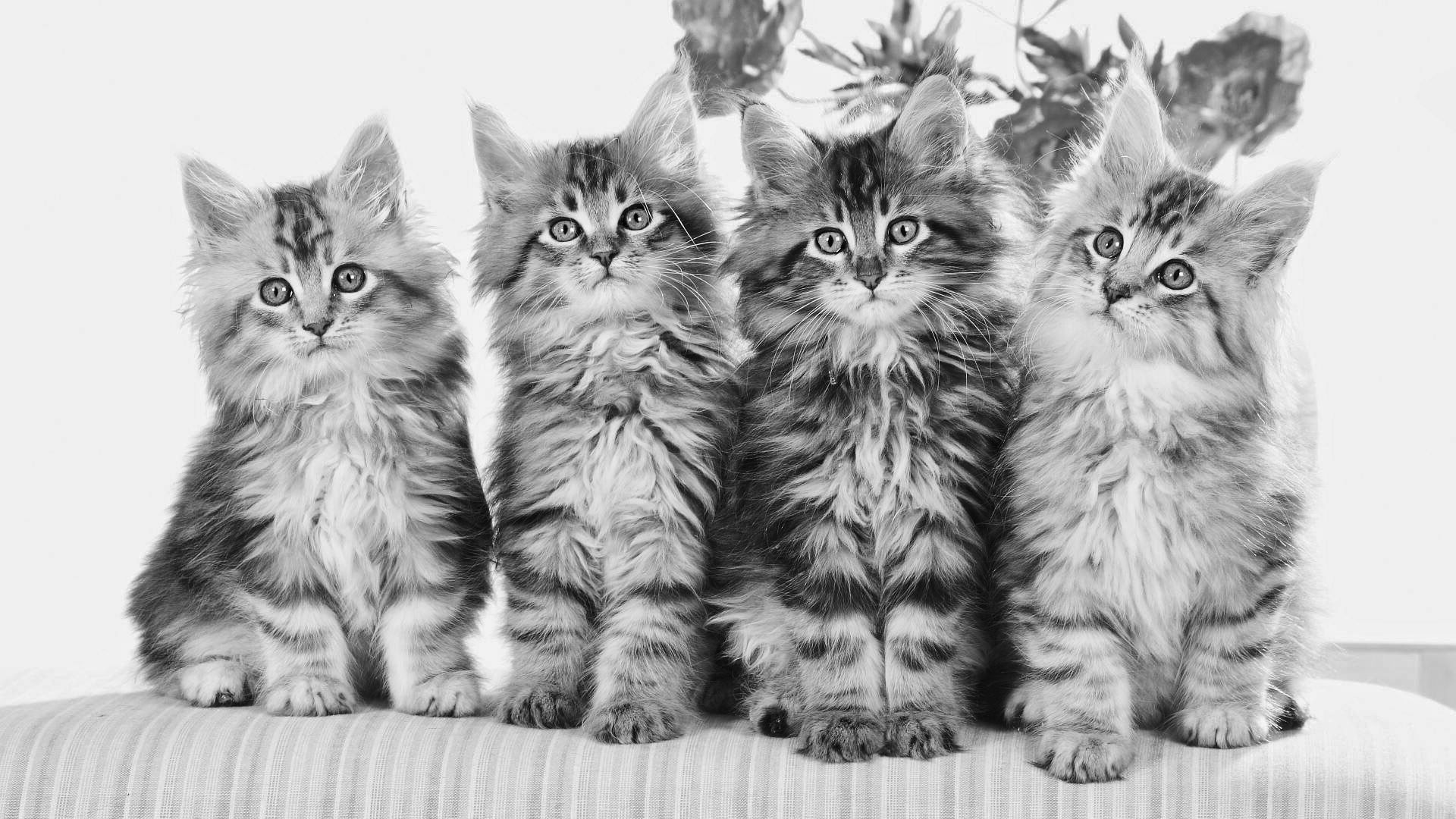 Download mobile wallpaper Cats, Cat, Animal for free.