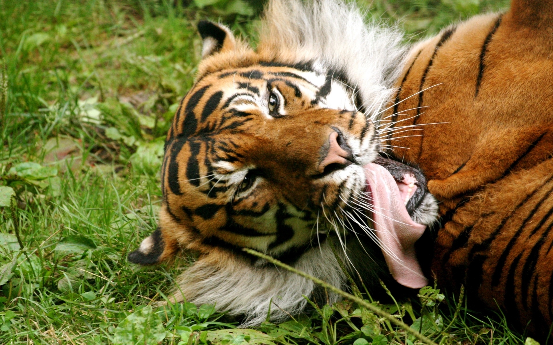 8880 descargar imagen animales, tigres: fondos de pantalla y protectores de pantalla gratis