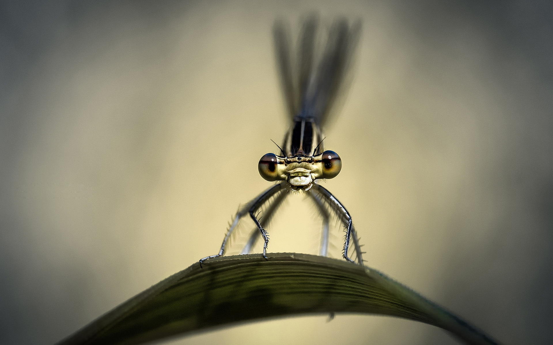 Free download wallpaper Insects, Macro, Leaf, Insect, Animal, Dragonfly on your PC desktop