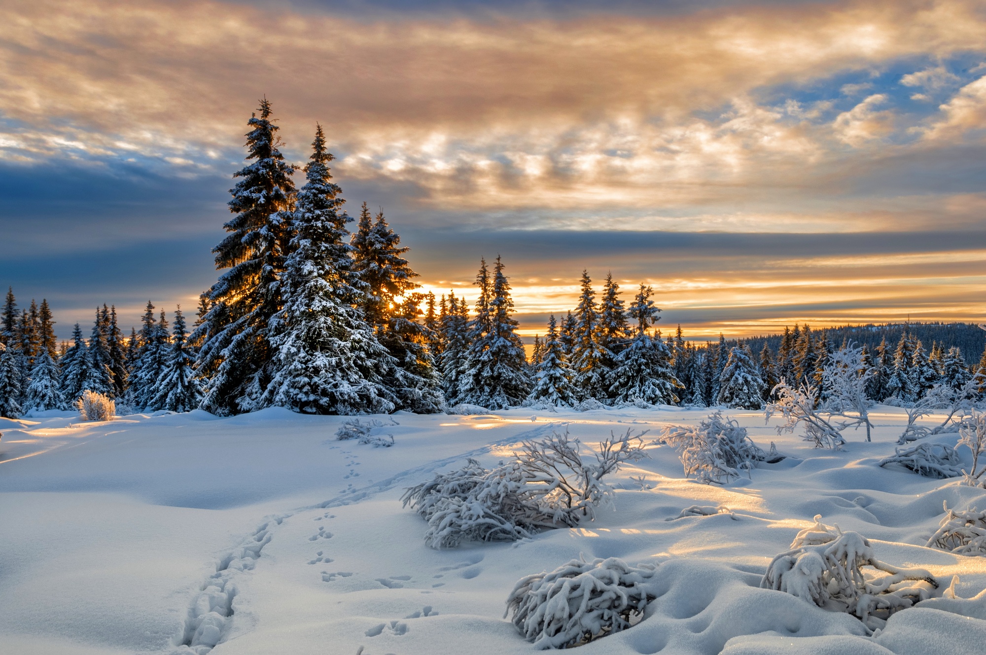 Free download wallpaper Winter, Nature, Snow, Tree, Earth, Cloud, Tracks on your PC desktop