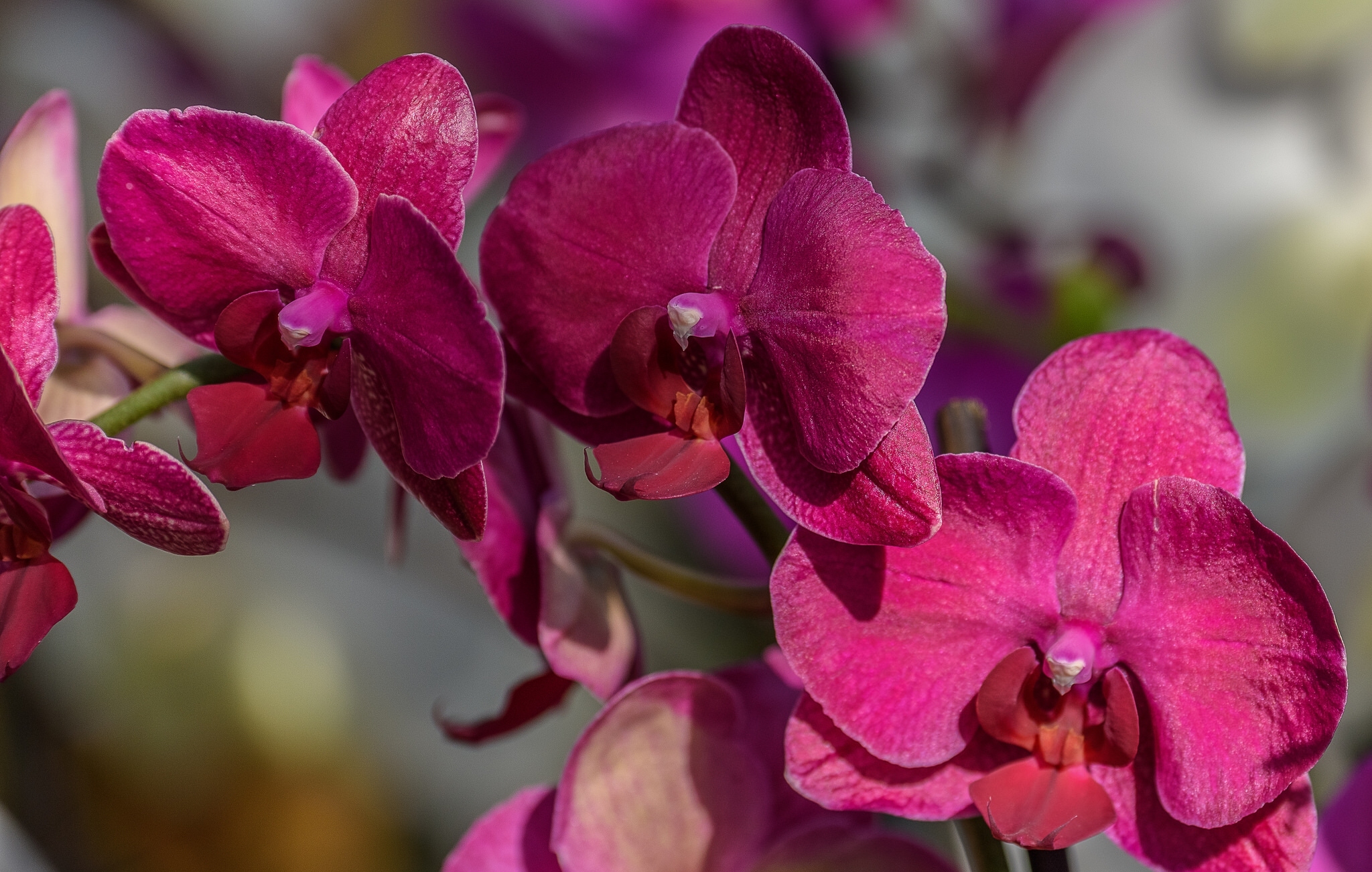 Handy-Wallpaper Blumen, Blume, Nahansicht, Orchidee, Erde/natur, Pinke Blume kostenlos herunterladen.