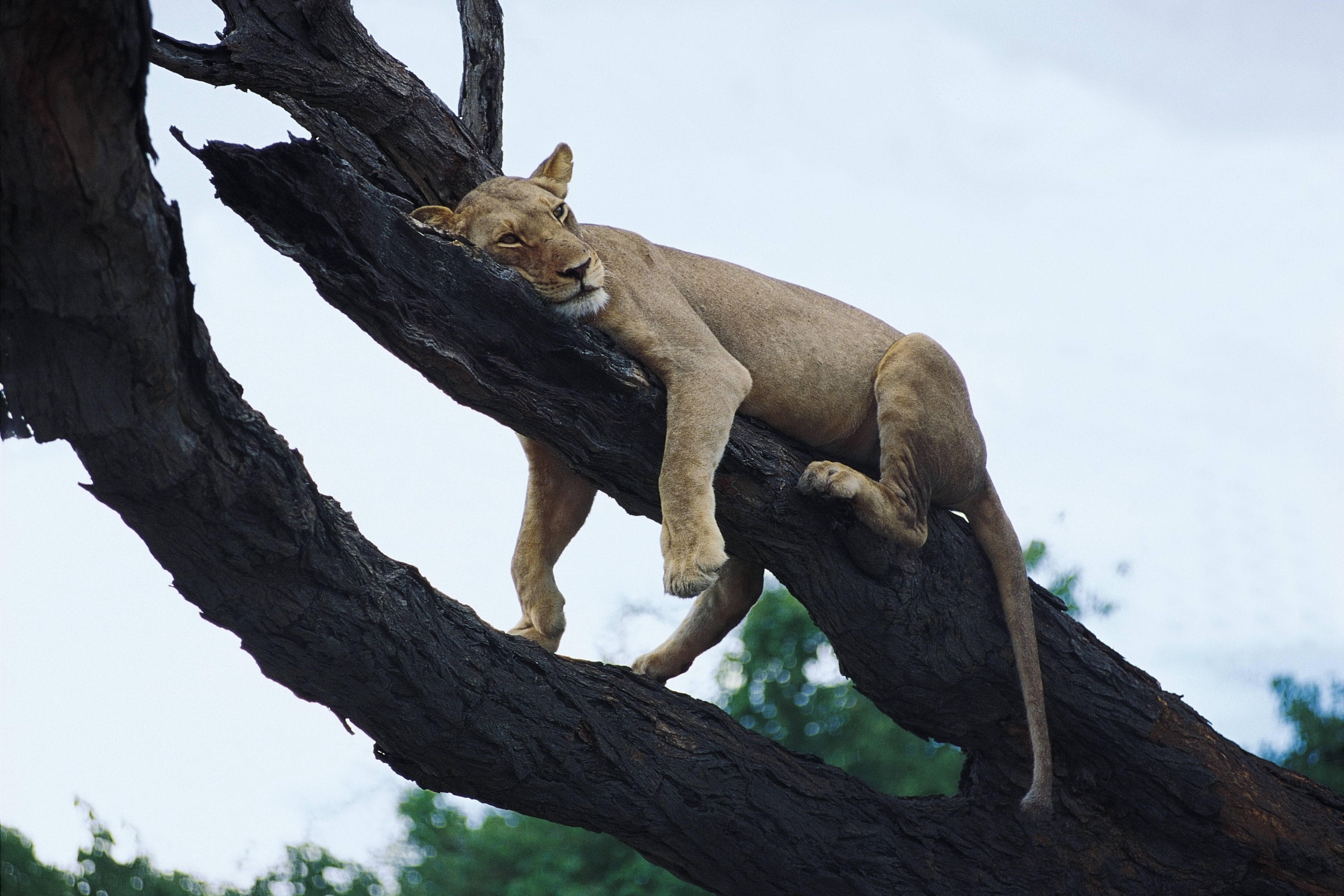 Descarga gratuita de fondo de pantalla para móvil de Animales, Gatos, León.