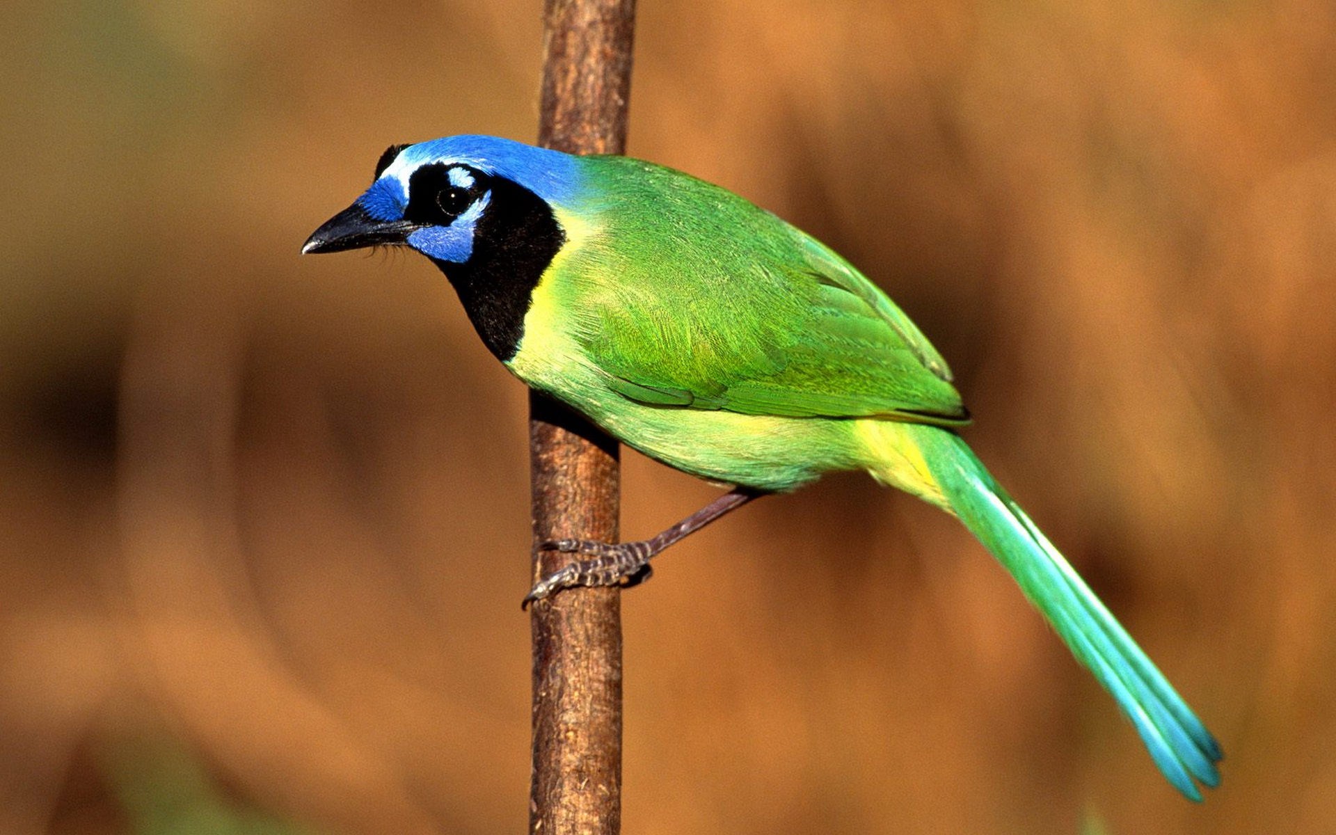 Baixar papel de parede para celular de Animais, Aves, Pássaro gratuito.