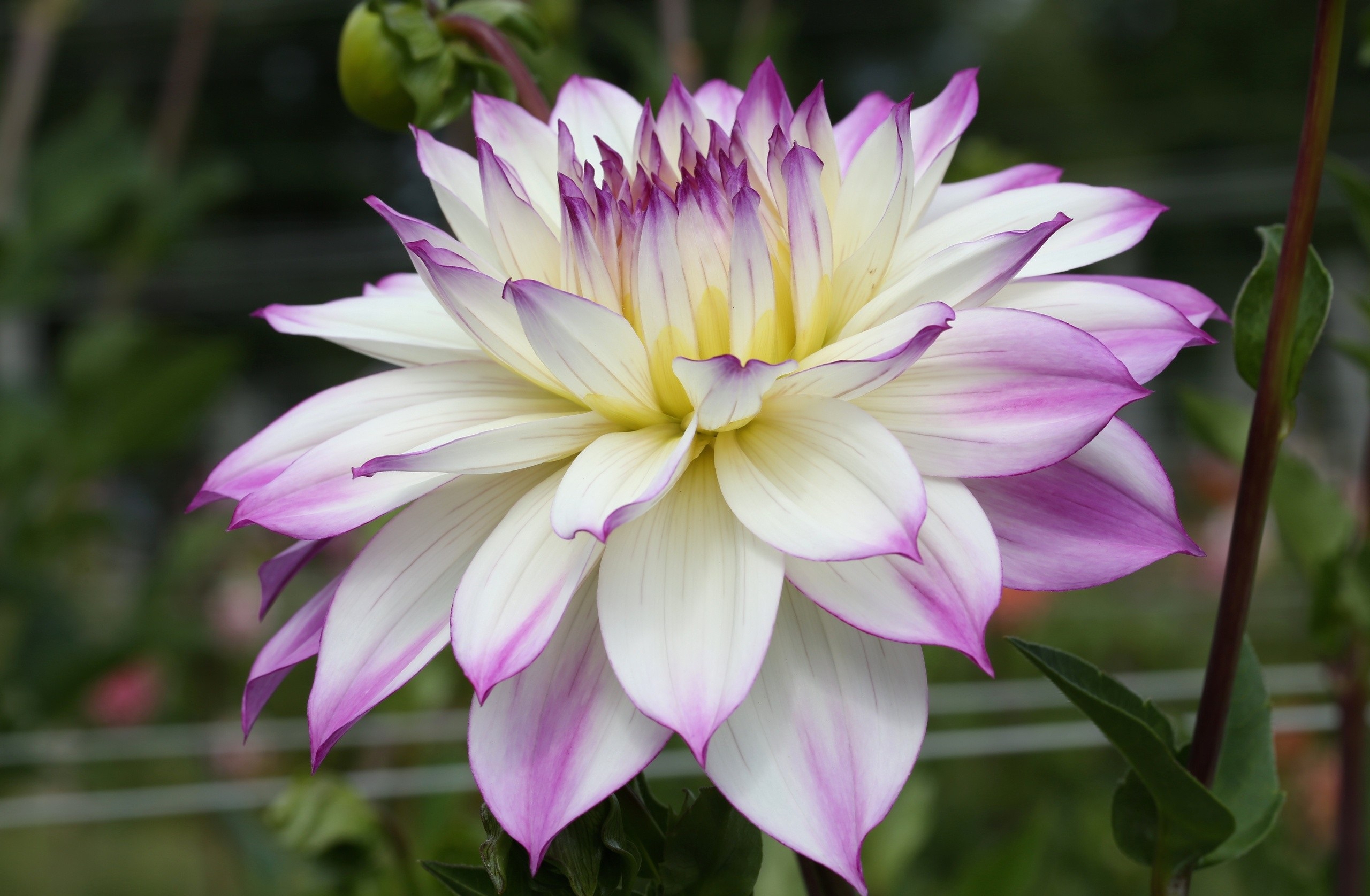 Téléchargez gratuitement l'image Fleurs, Dahlia, Terre/nature sur le bureau de votre PC