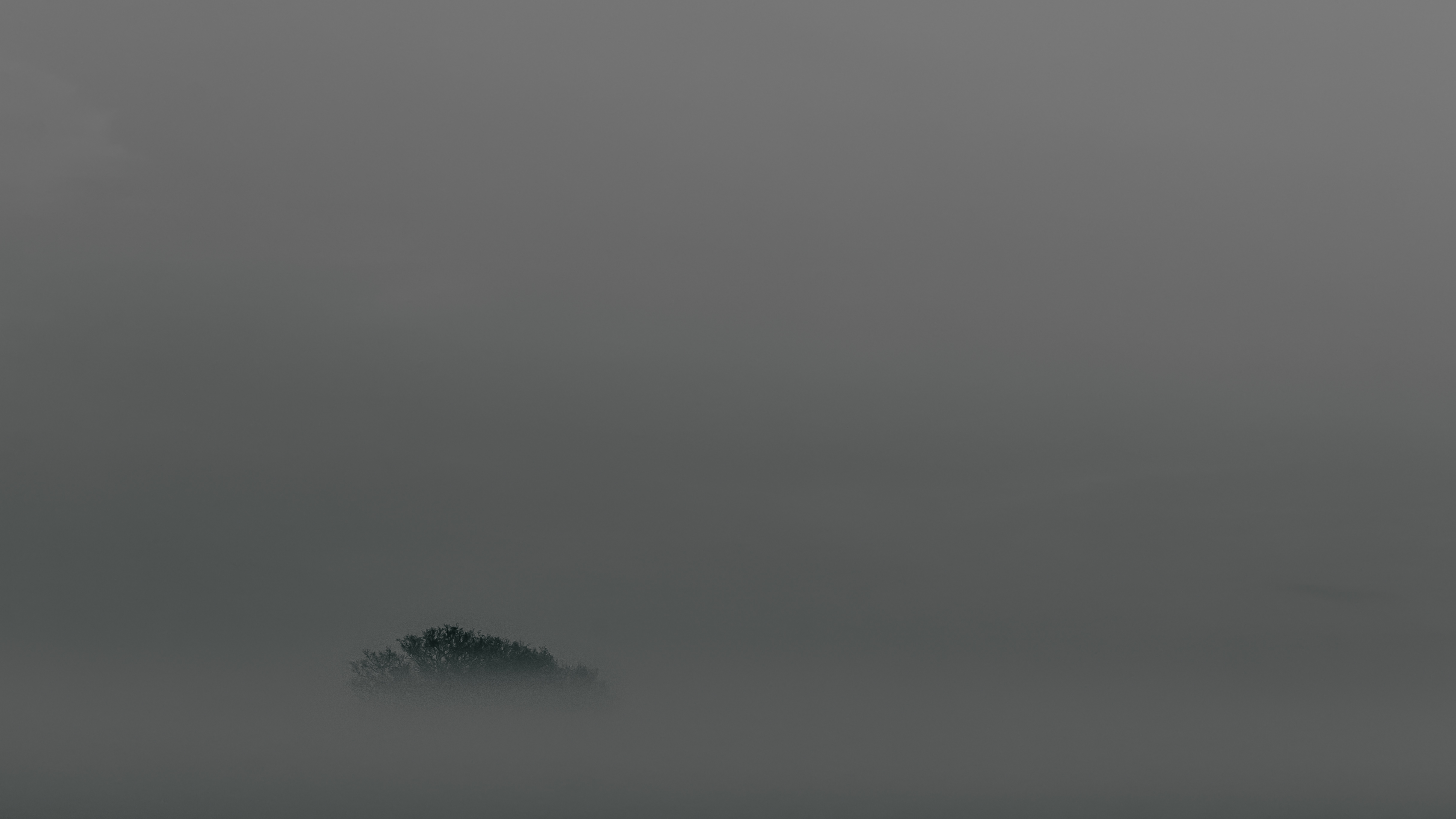 Скачать обои бесплатно Верхушка, Дерево, Туман, Минимализм картинка на рабочий стол ПК