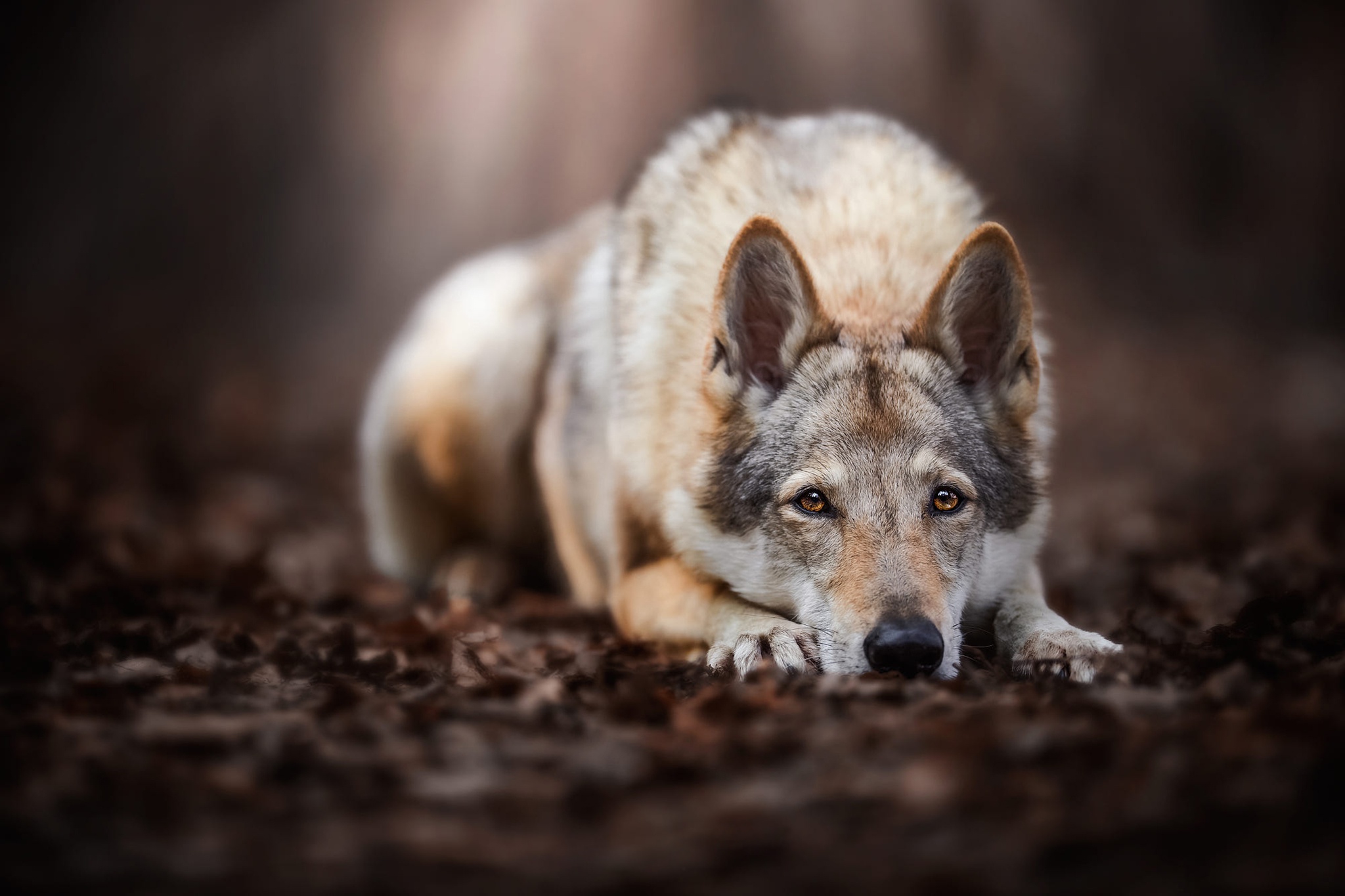 Download mobile wallpaper Dogs, Wolf, Animal, Czechoslovakian Wolfdog, Wolfdog for free.