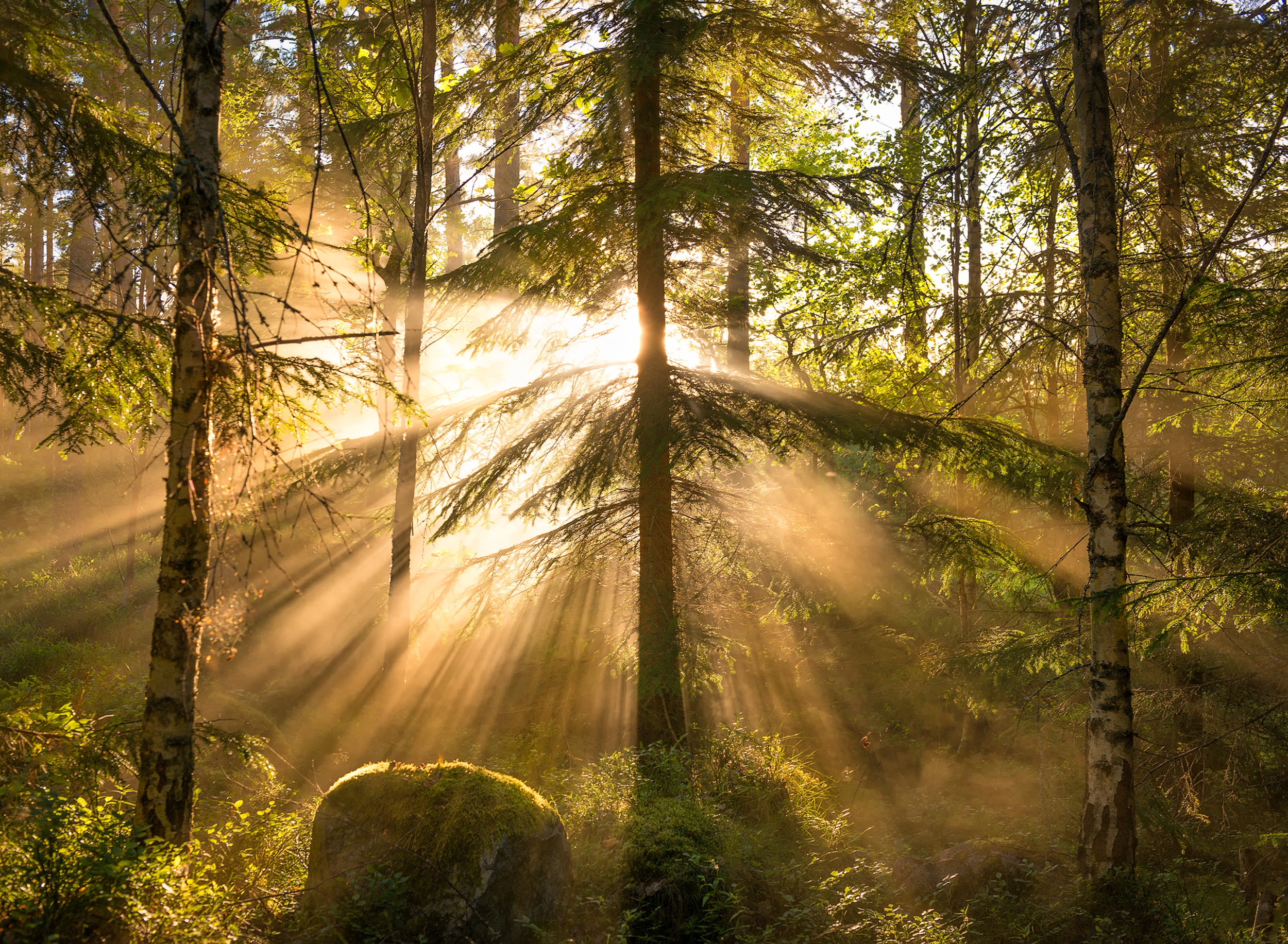 Скачать картинку Лес, Дерево, Солнечный Луч, Земля/природа в телефон бесплатно.