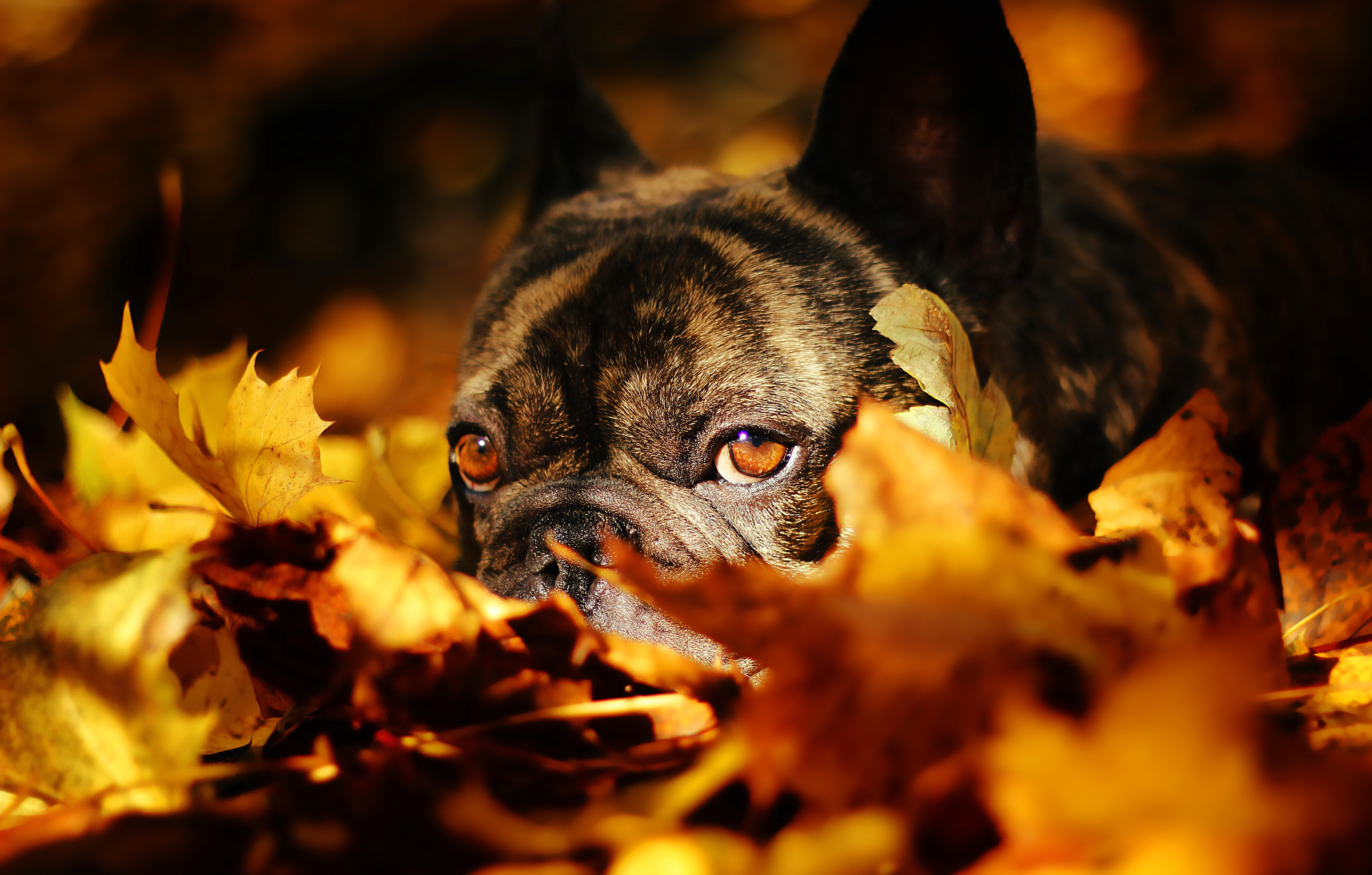 Handy-Wallpaper Tiere, Hunde, Herbst, Hund, Blatt, Nahansicht, Hinlegen, Französisch Bulldogge kostenlos herunterladen.