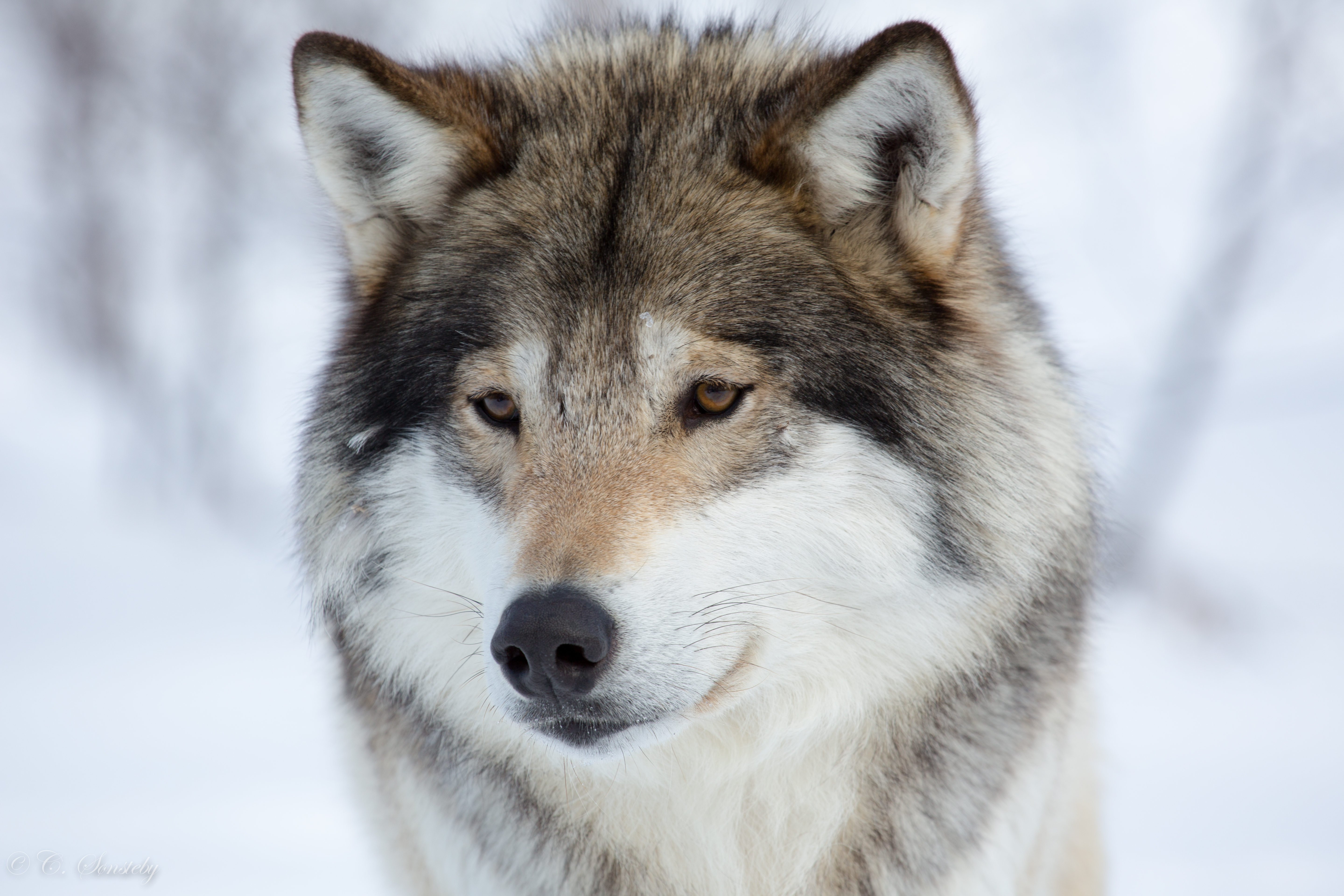 animal, wolf, face, muzzle, wolves