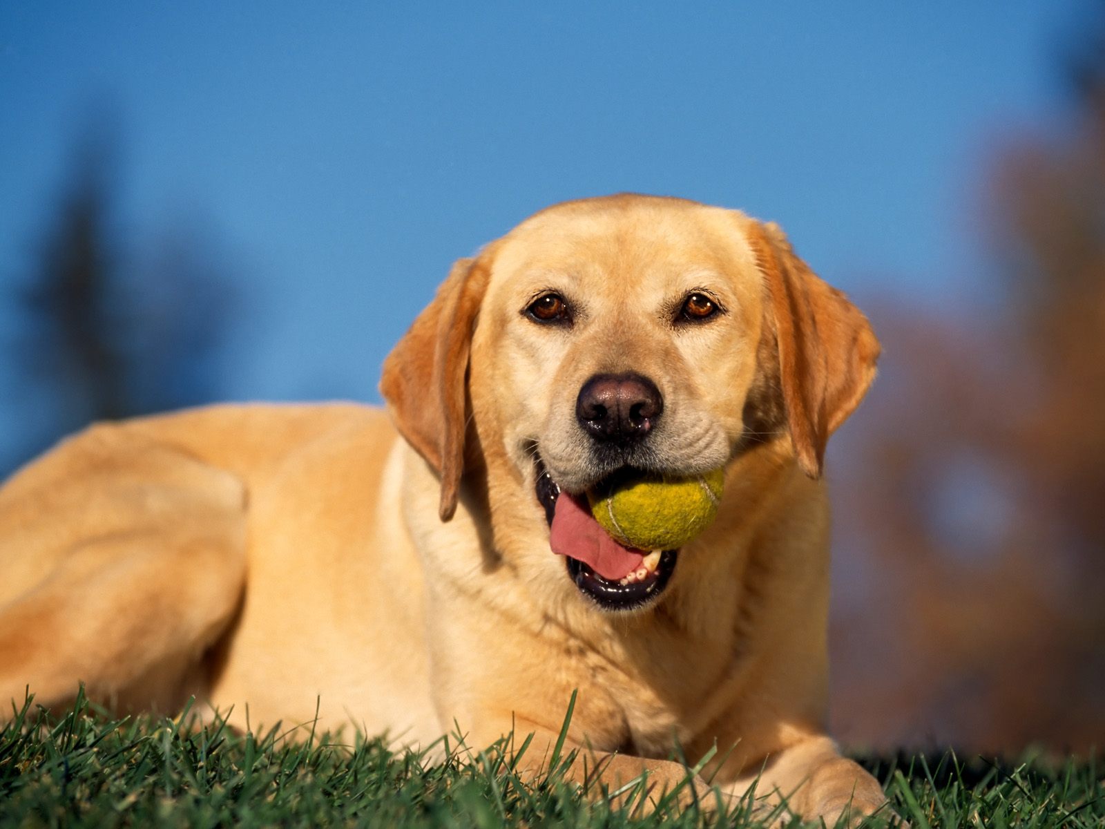 Handy-Wallpaper Hunde, Hund, Tiere kostenlos herunterladen.