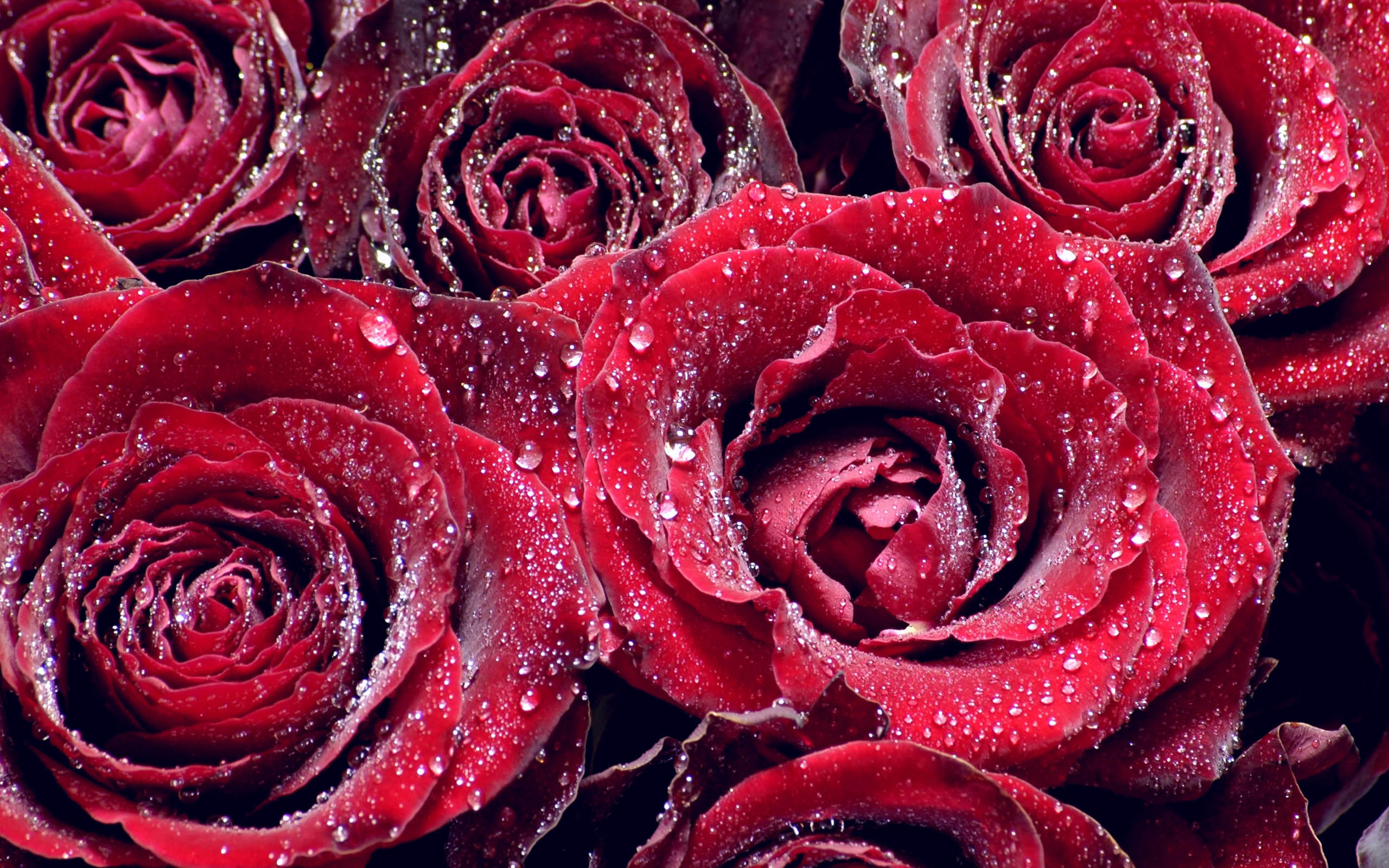 Скачать обои бесплатно Капли, Цветок, Роза, Красная Роза, Красный Цветок, Земля/природа, Флауэрсы картинка на рабочий стол ПК