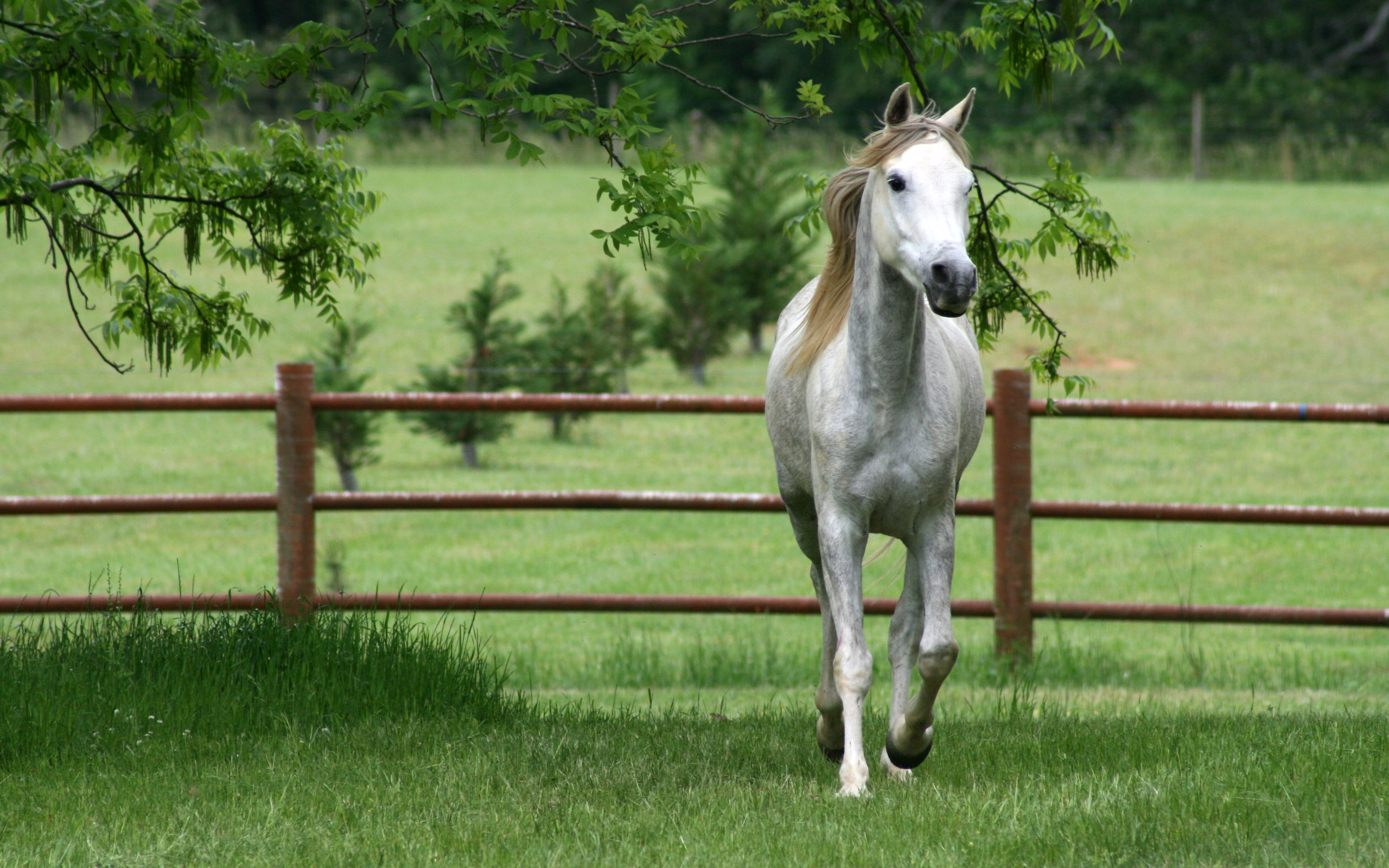 Free download wallpaper Animal, Horse on your PC desktop