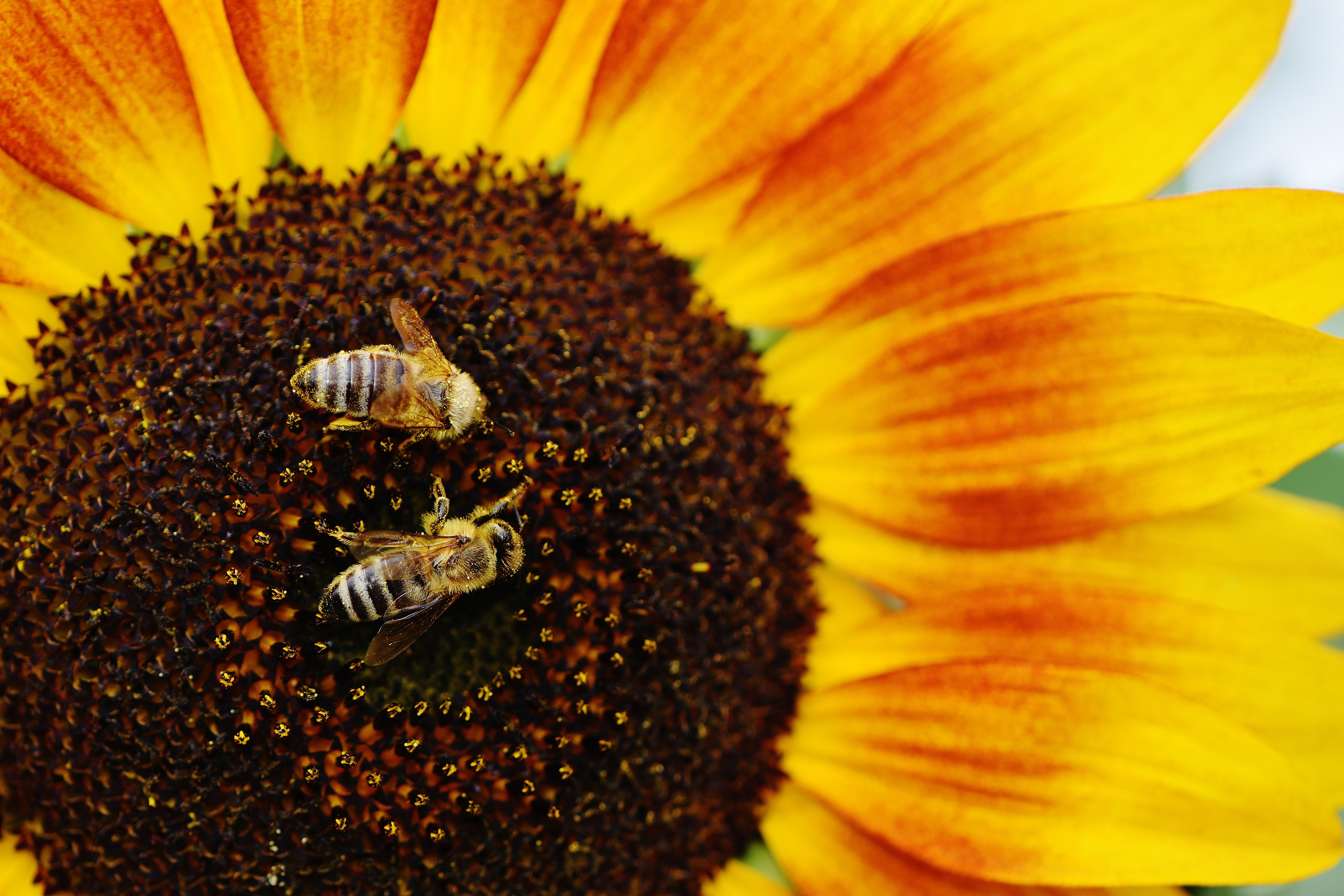 Handy-Wallpaper Tiere, Insekten, Makro, Insekt, Biene, Sonnenblume, Gelbe Blume kostenlos herunterladen.
