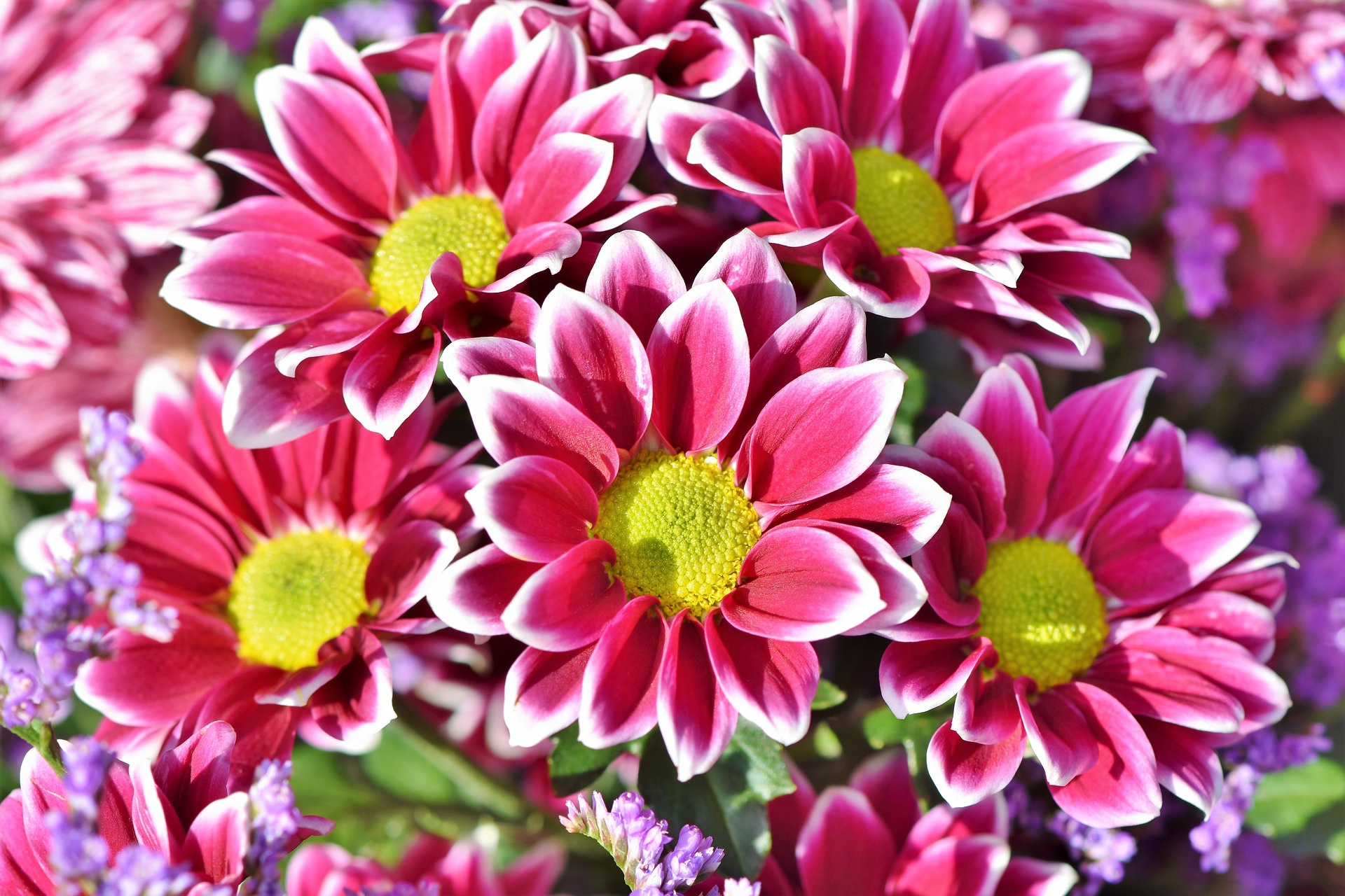 444906 Bildschirmschoner und Hintergrundbilder Chrysanthemen auf Ihrem Telefon. Laden Sie  Bilder kostenlos herunter