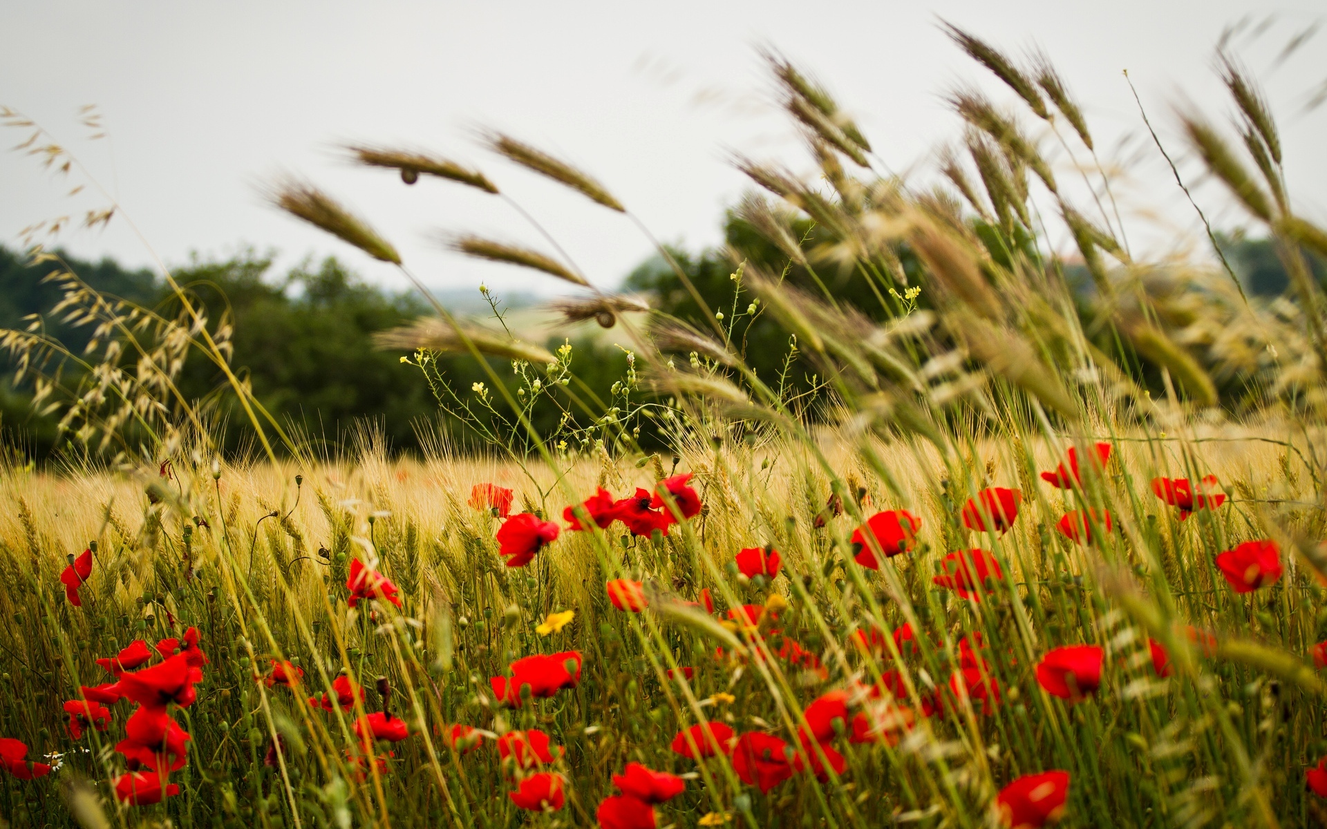 Download mobile wallpaper Poppy, Red Flower, Wheat, Flowers, Field, Nature, Flower, Earth for free.
