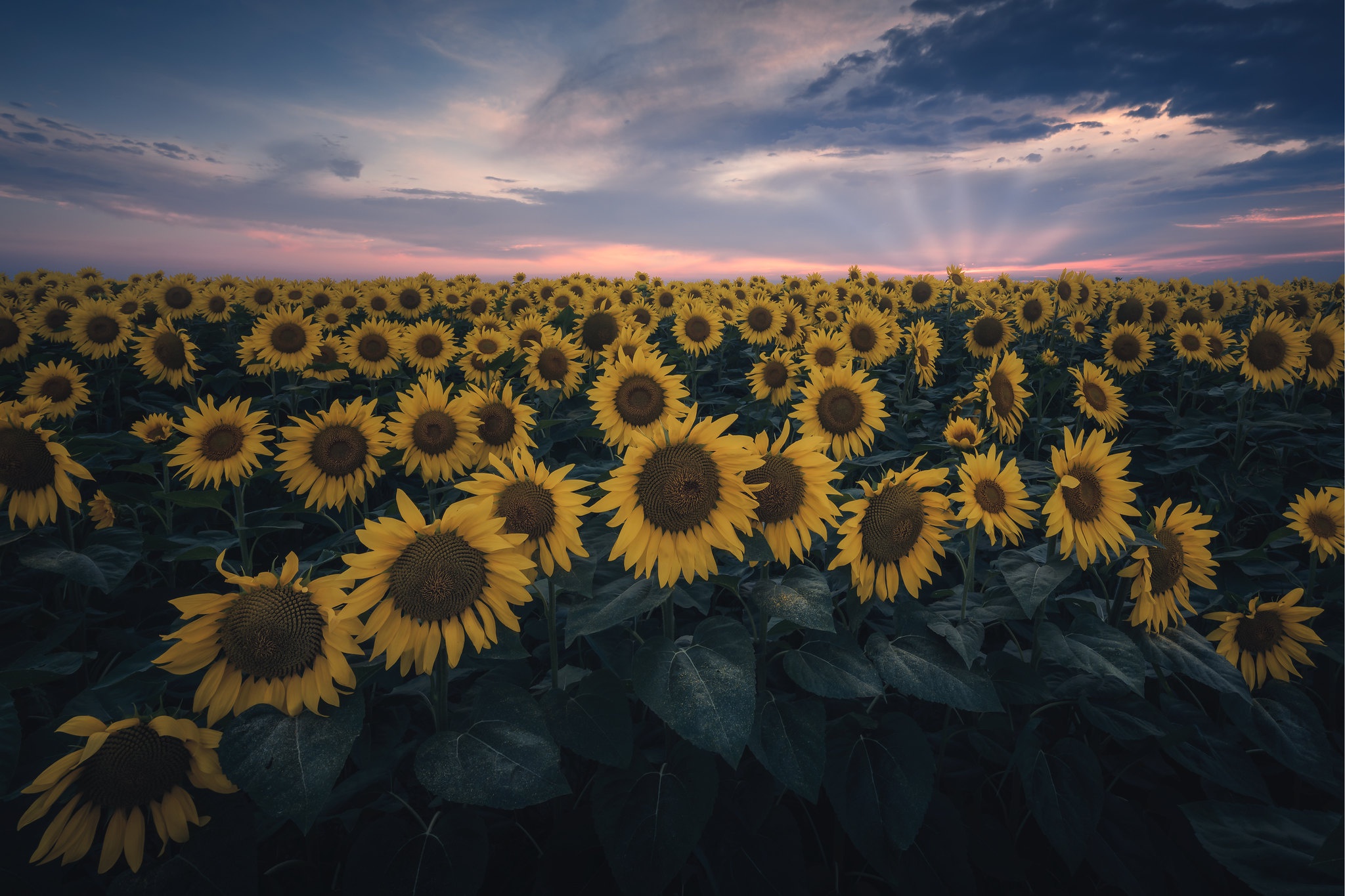 Descarga gratis la imagen Flores, Verano, Girasol, Flor Amarilla, Atardecer, Tierra/naturaleza en el escritorio de tu PC