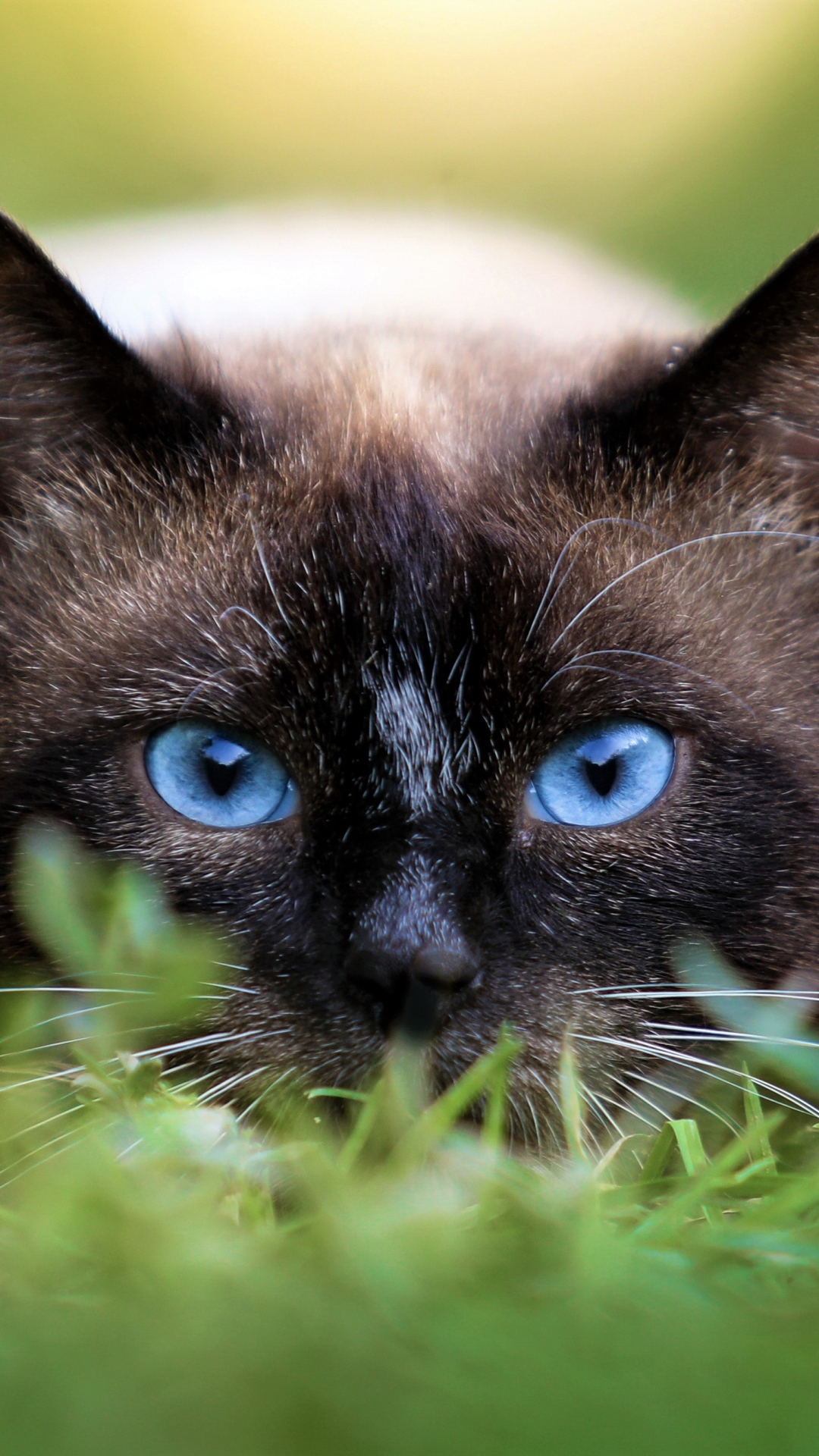 Handy-Wallpaper Tiere, Katzen, Katze, Gras, Blaue Augen kostenlos herunterladen.