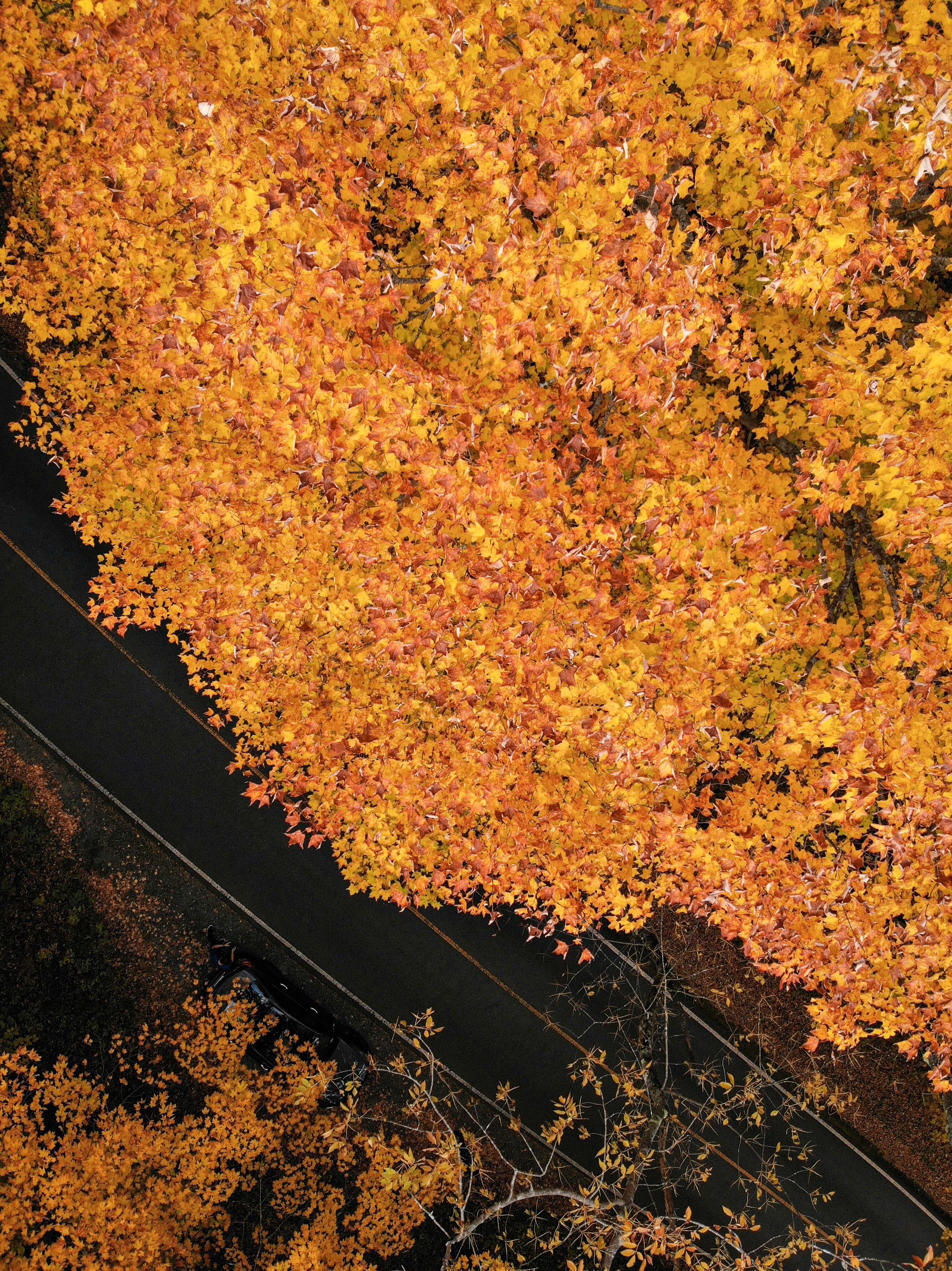 Скачать картинку Дорога, Деревья, Вид Сверху, Желтый, Природа, Осень в телефон бесплатно.