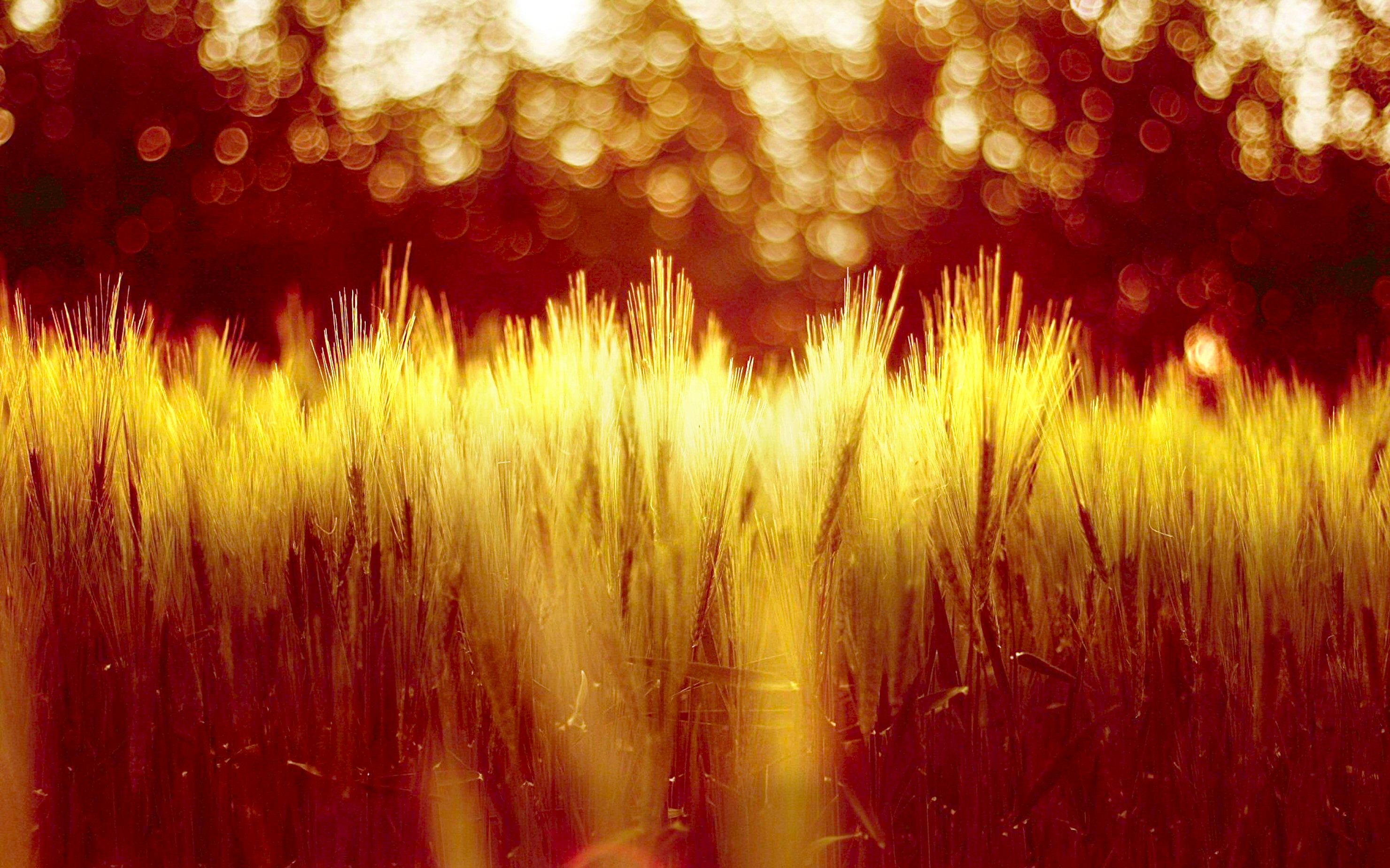 Download mobile wallpaper Nature, Wheat, Fall, Earth, Field, Bokeh for free.