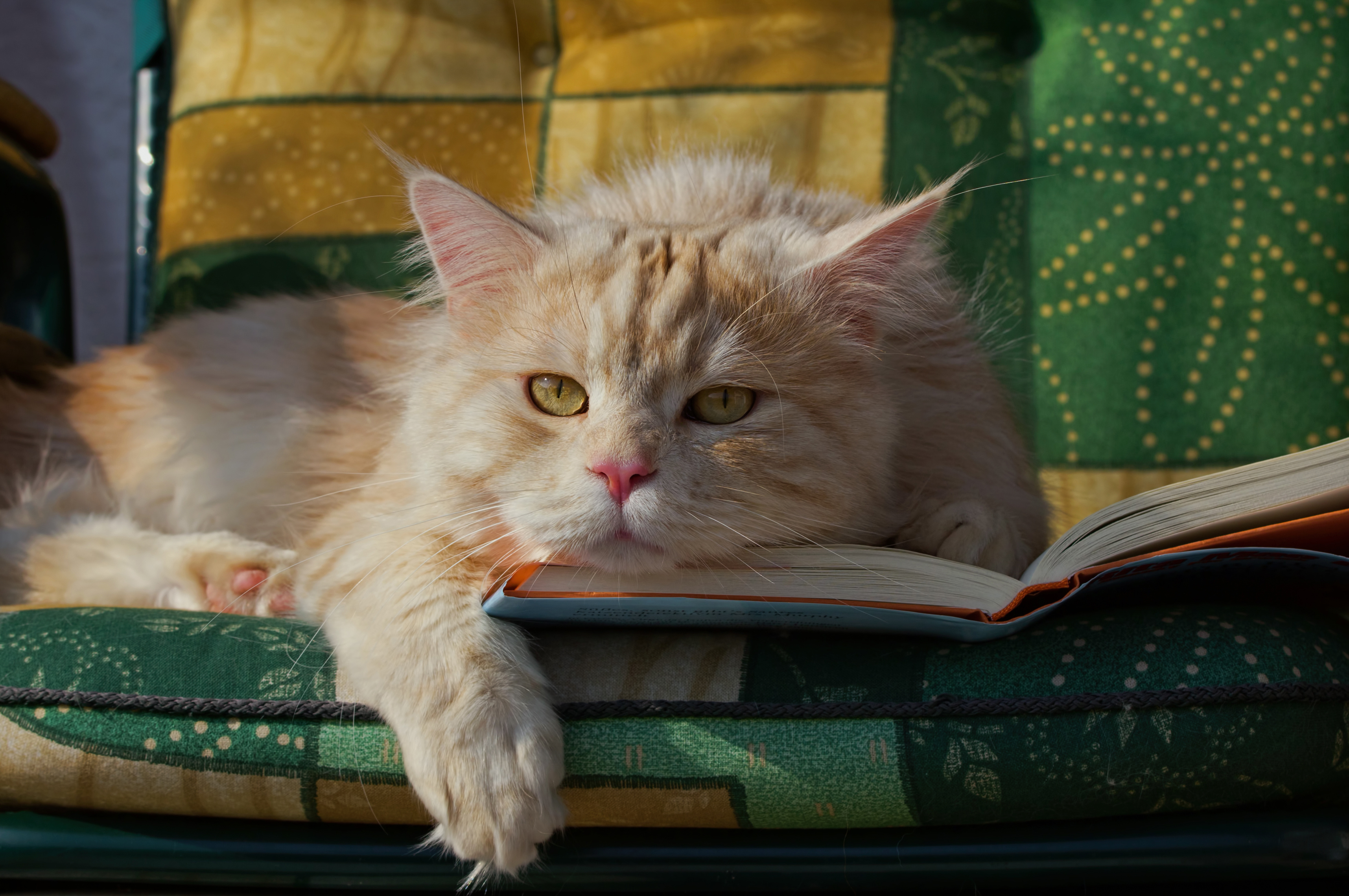 Téléchargez des papiers peints mobile Animaux, Chats, Chat gratuitement.