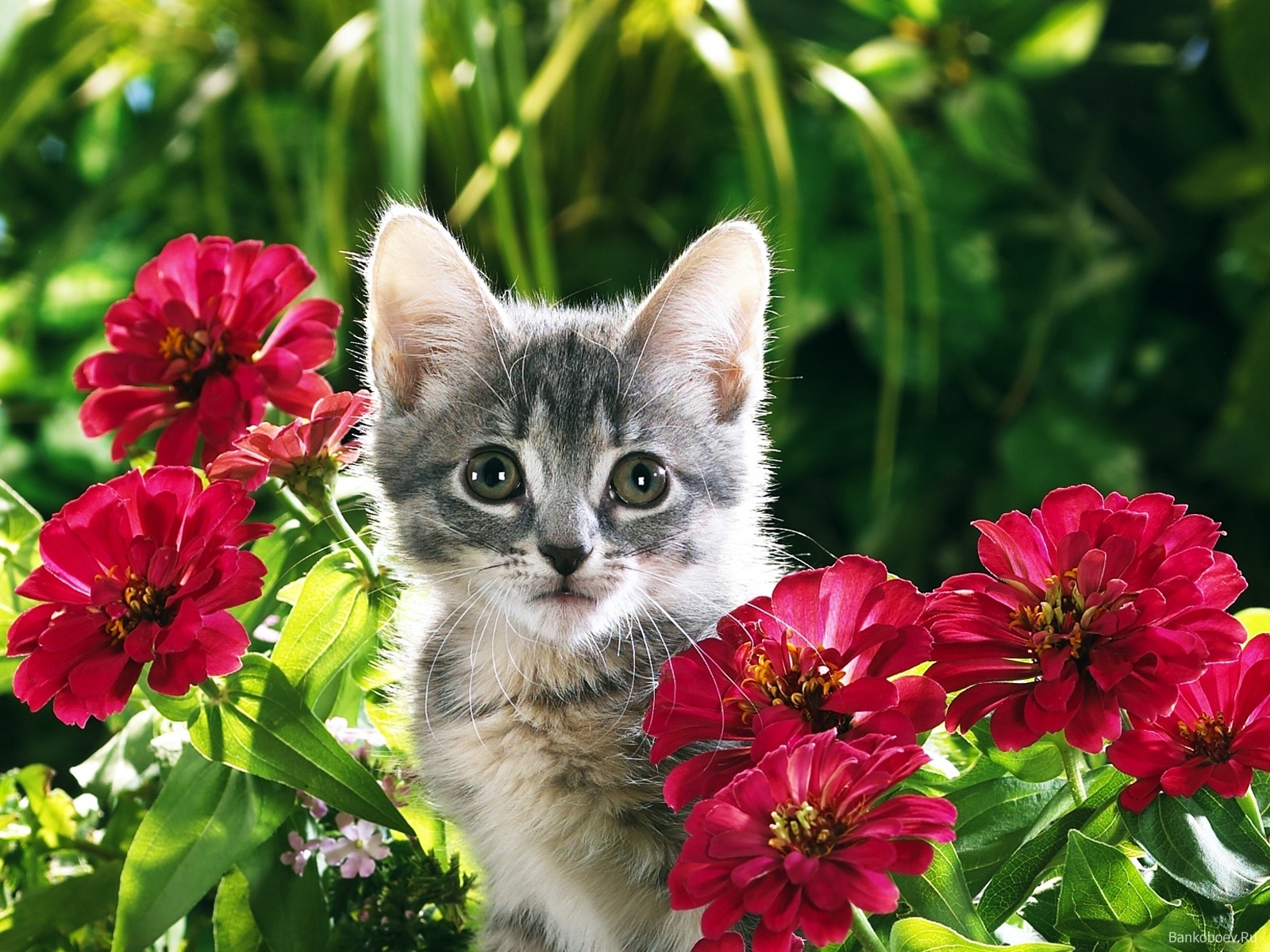 Скачать обои бесплатно Растения, Животные, Цветы, Кошки (Коты Котики) картинка на рабочий стол ПК