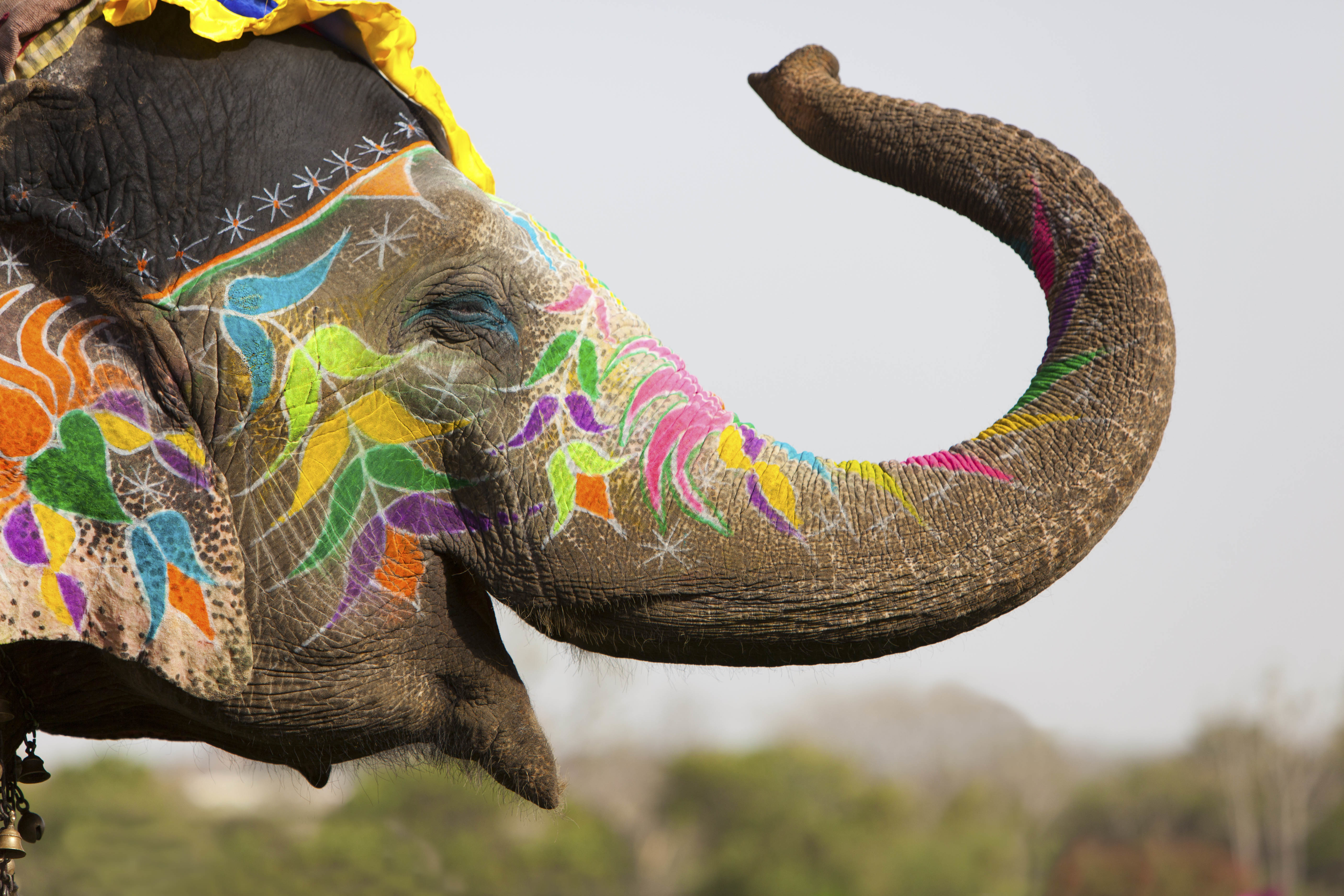 739309 Bild herunterladen feiertage, hallo, farben, elefant - Hintergrundbilder und Bildschirmschoner kostenlos