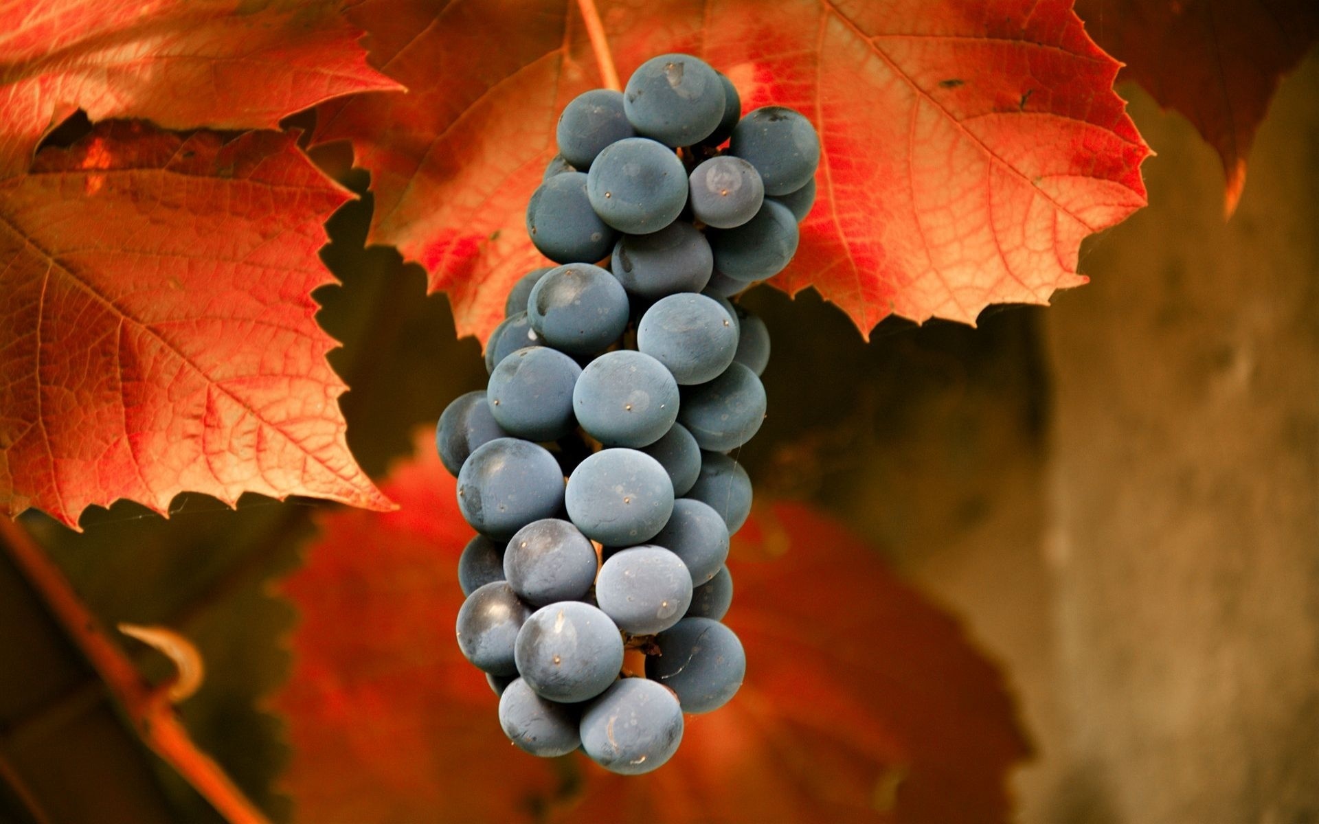 Download mobile wallpaper Food, Grapes for free.