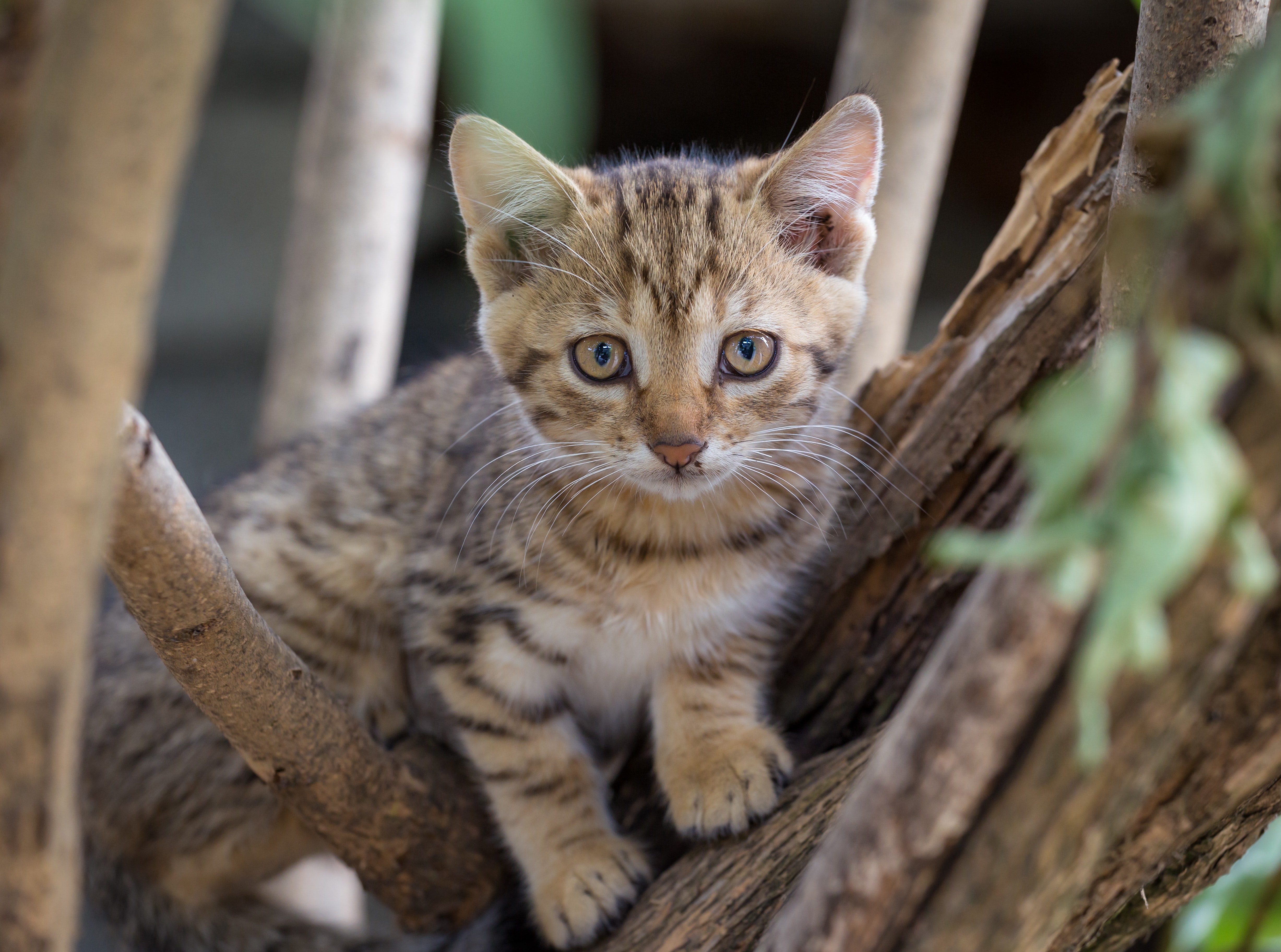 Descarga gratuita de fondo de pantalla para móvil de Animales, Gatos, Gato, Gatito, Lindo.