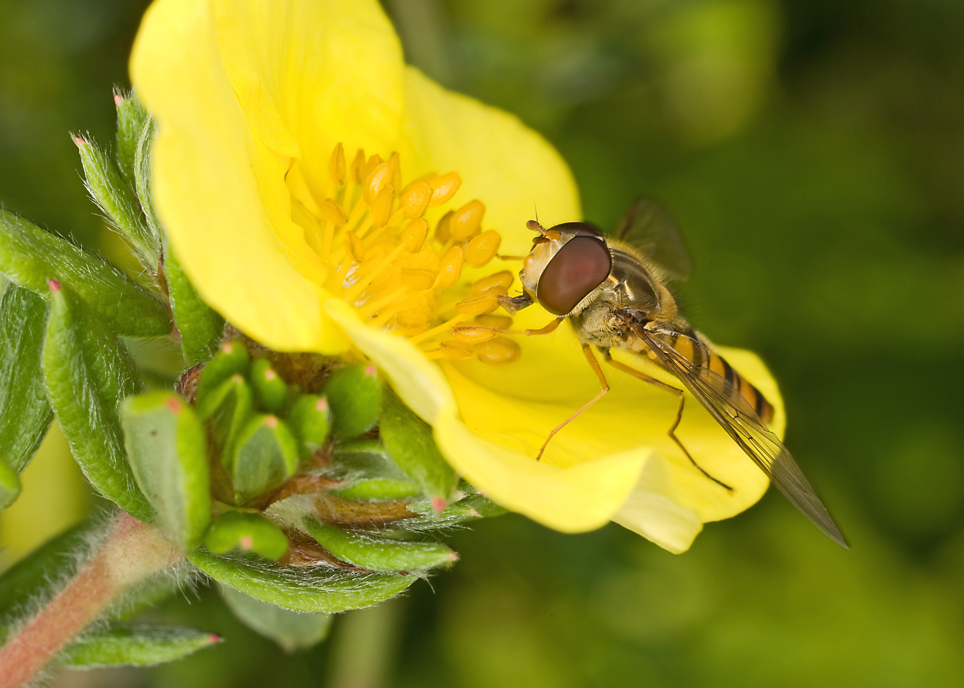 Download mobile wallpaper Flower, Animal, Hoverfly for free.