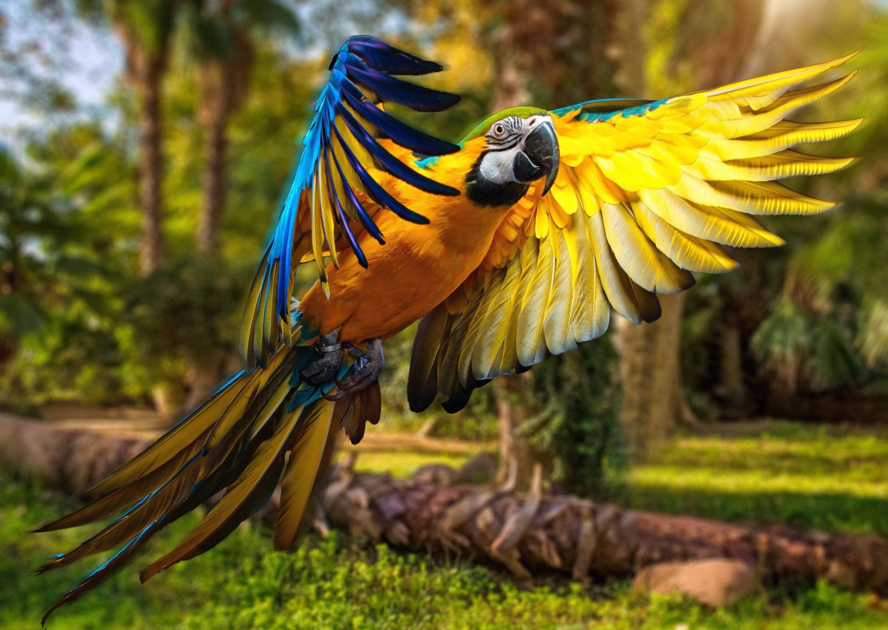 343056 descargar fondo de pantalla vuelo, animales, guacamayo azul y amarillo, guacamayo, loro, aves: protectores de pantalla e imágenes gratis