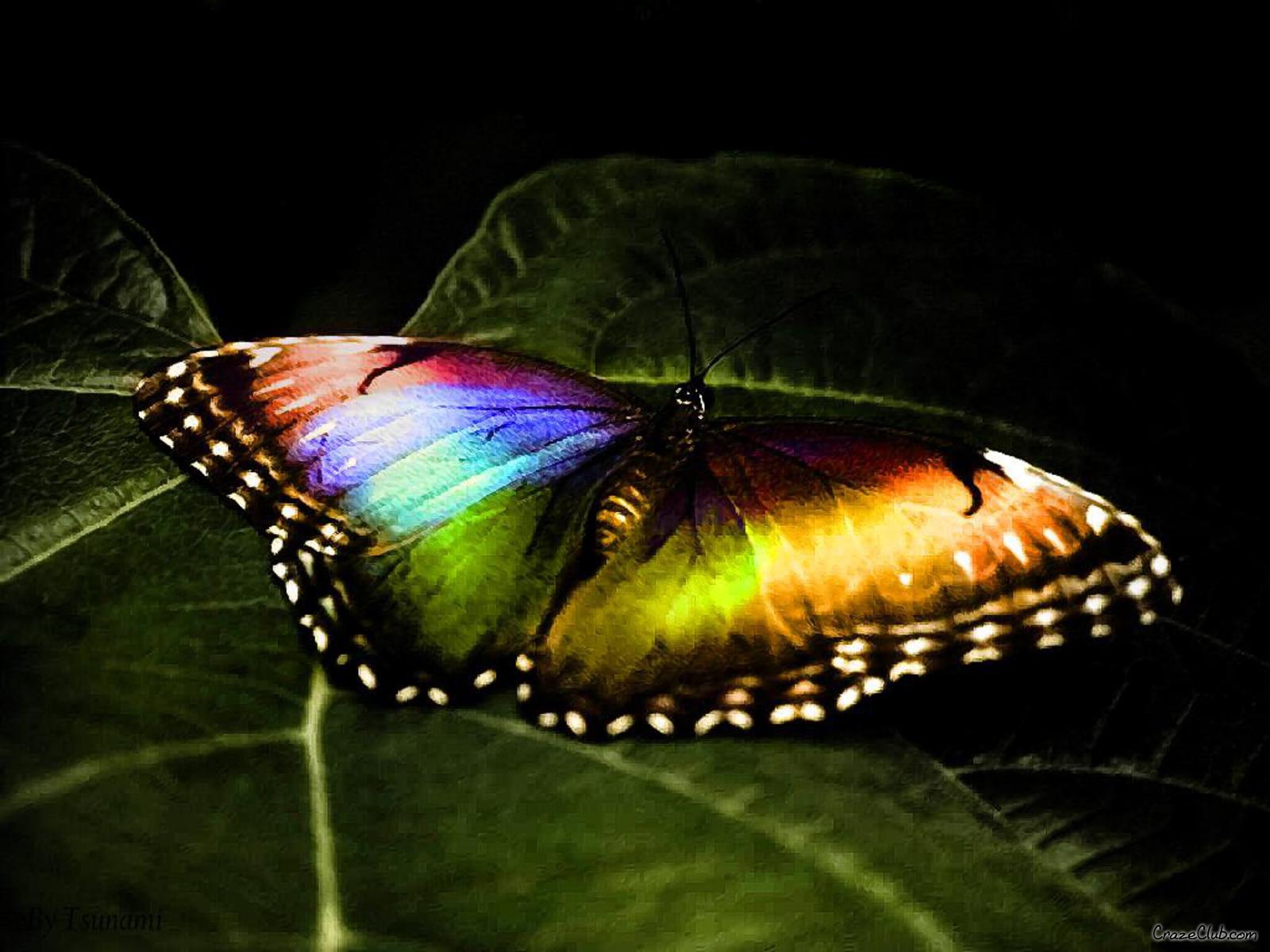 Download mobile wallpaper Butterfly, Animal for free.