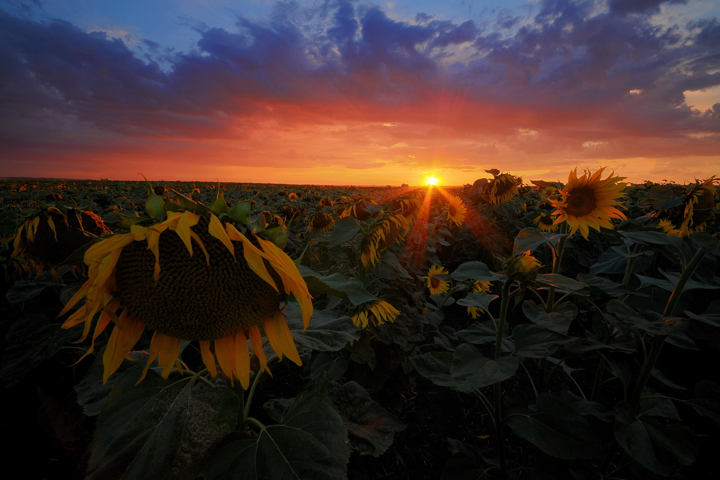 Free download wallpaper Earth, Sunflower on your PC desktop