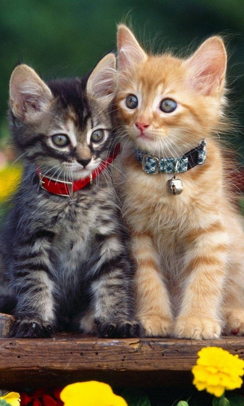 Download mobile wallpaper Cats, Cat, Kitten, Animal, Cute for free.