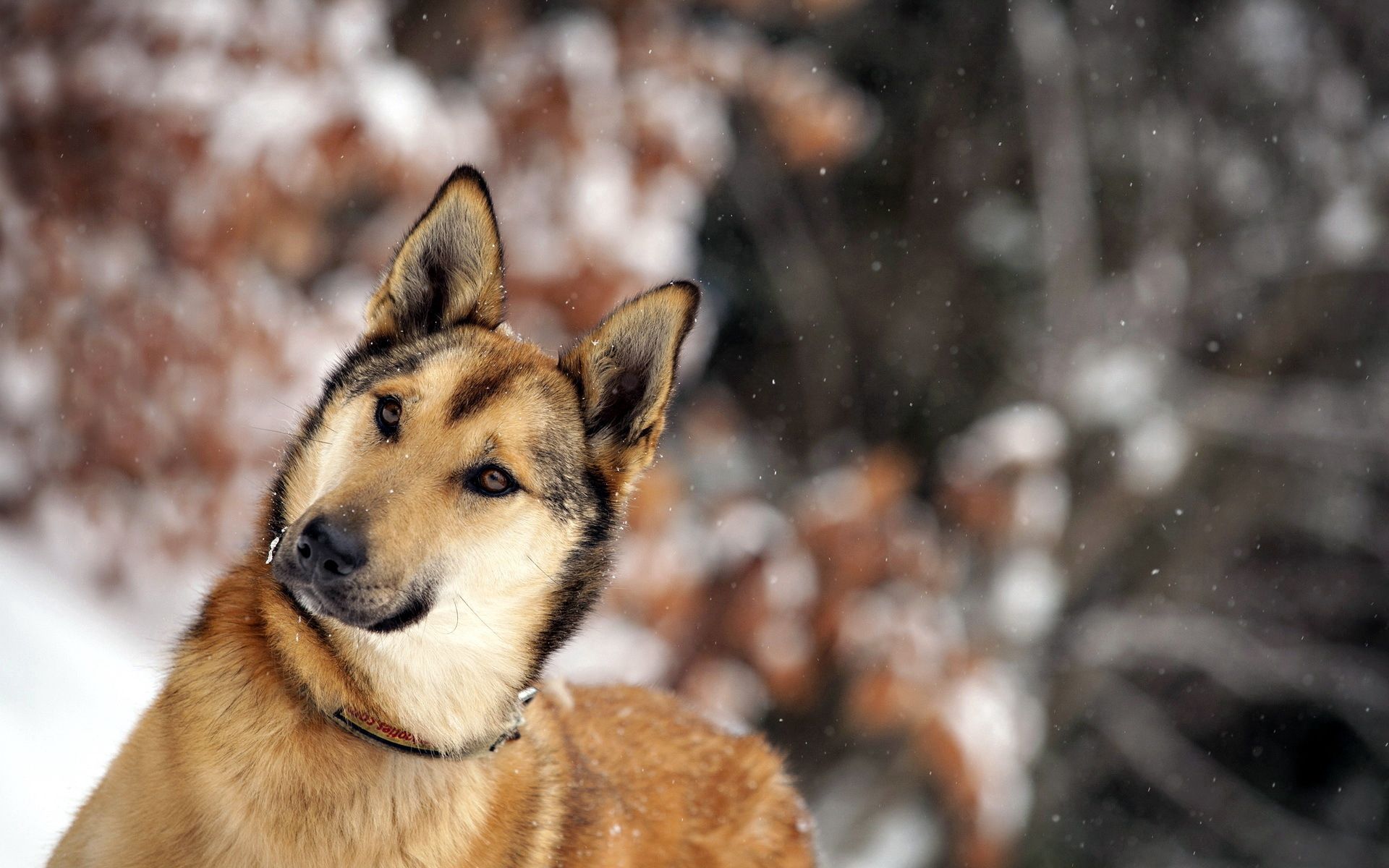 Handy-Wallpaper Schnee, Hund, Schnauze, Tiere, Blendung kostenlos herunterladen.
