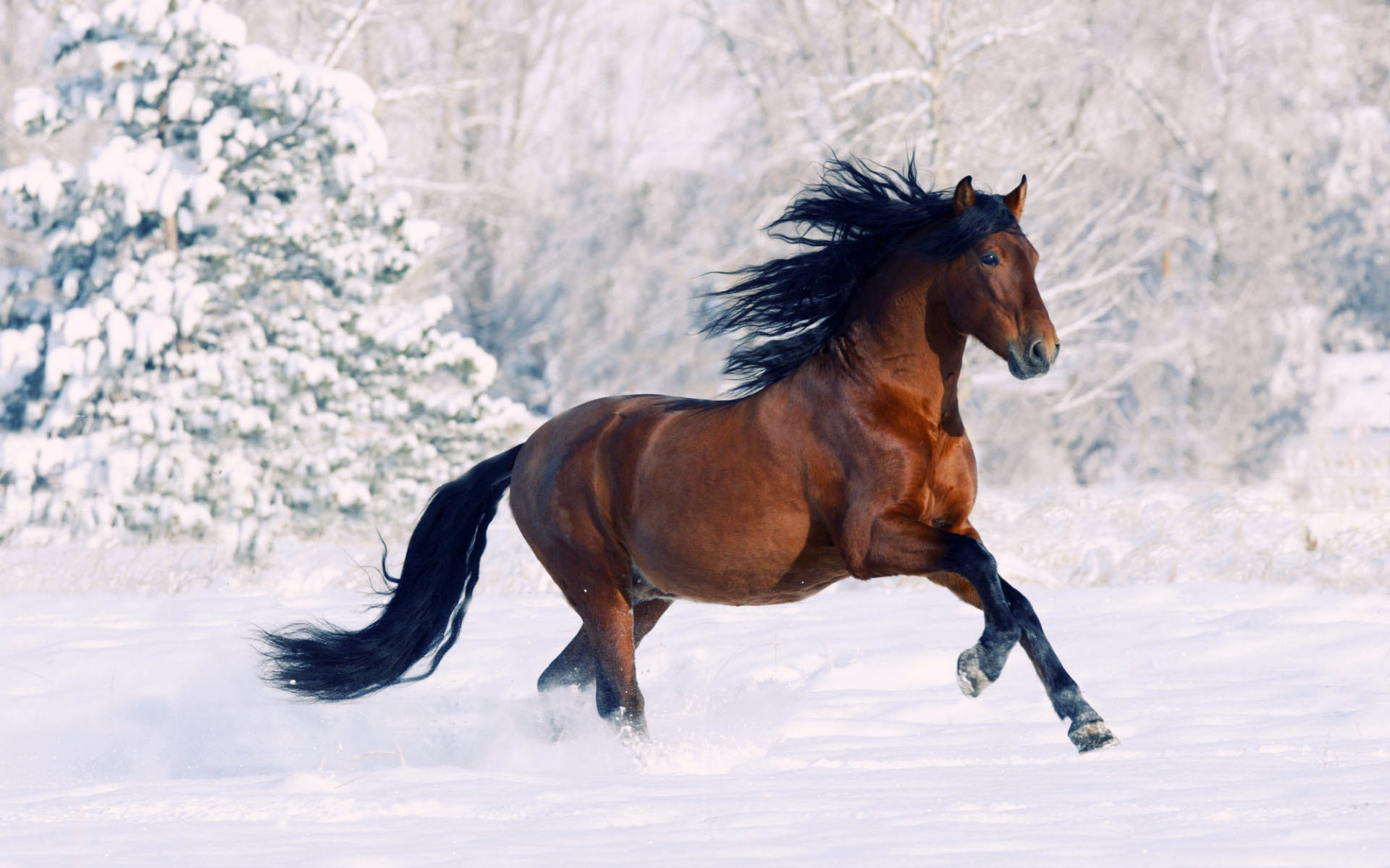 Скачати мобільні шпалери Зима, Сніг, Тварина, Кінь, Біг безкоштовно.