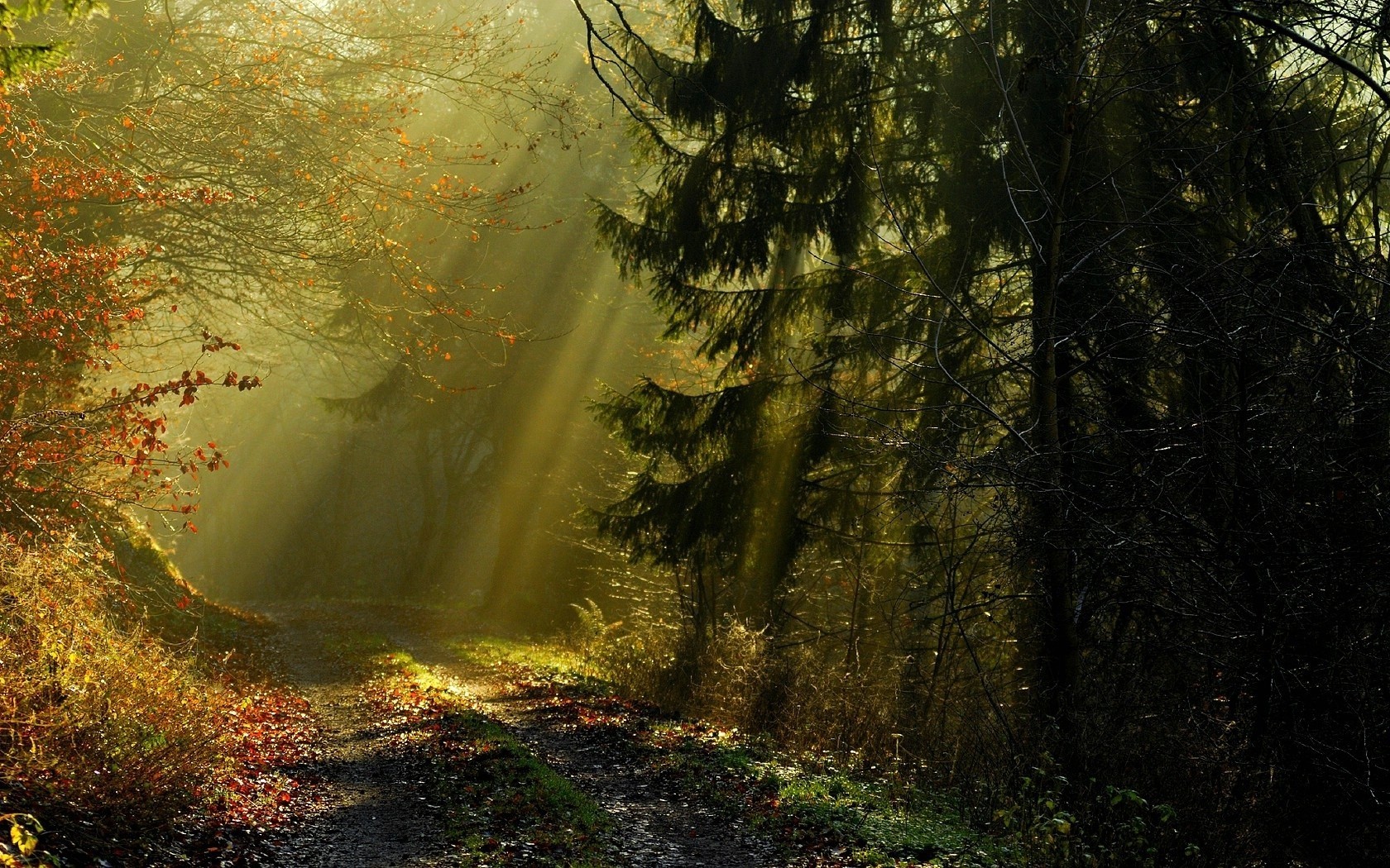 Free download wallpaper Road, Forest, Fog, Leaf, Fall, Earth, Path on your PC desktop