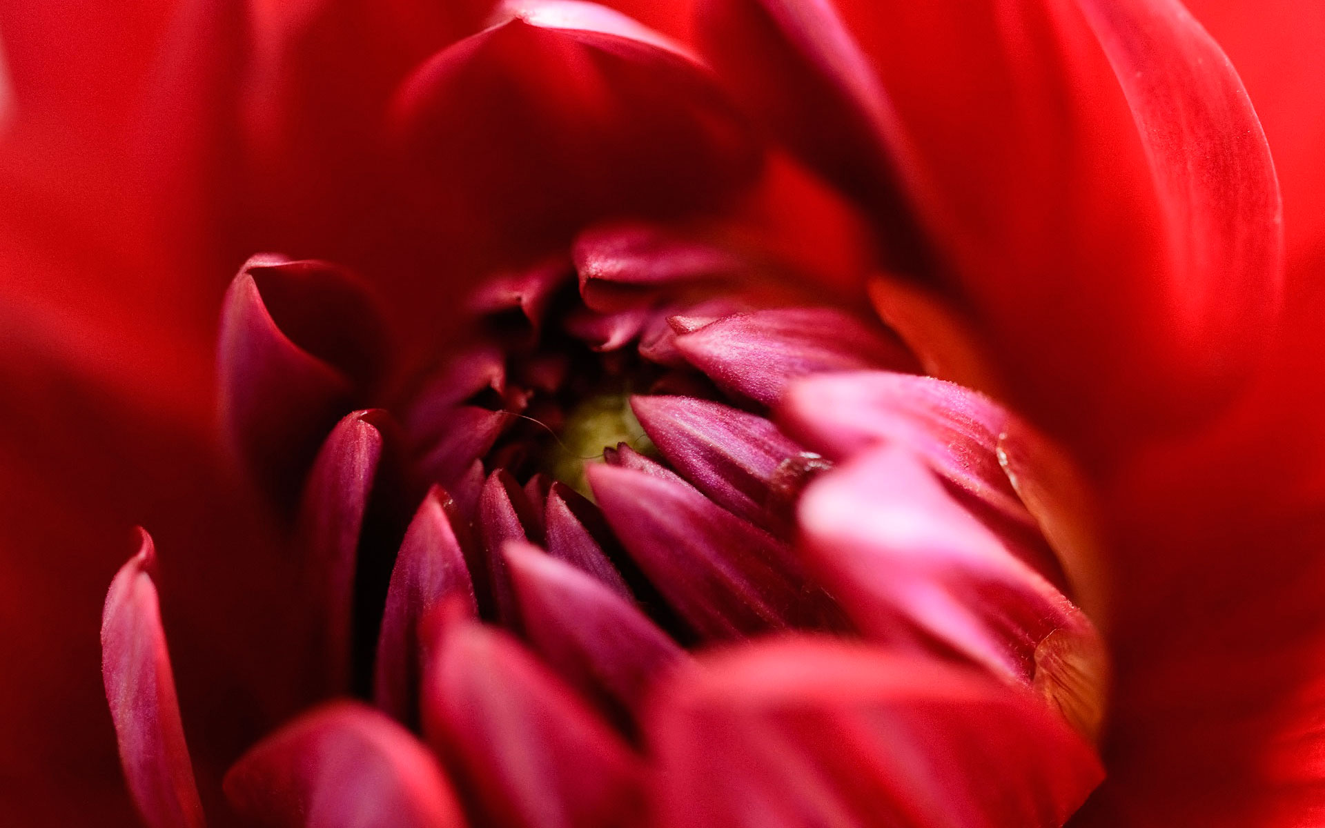 Téléchargez gratuitement l'image Fleurs, Fleur, Terre/nature sur le bureau de votre PC