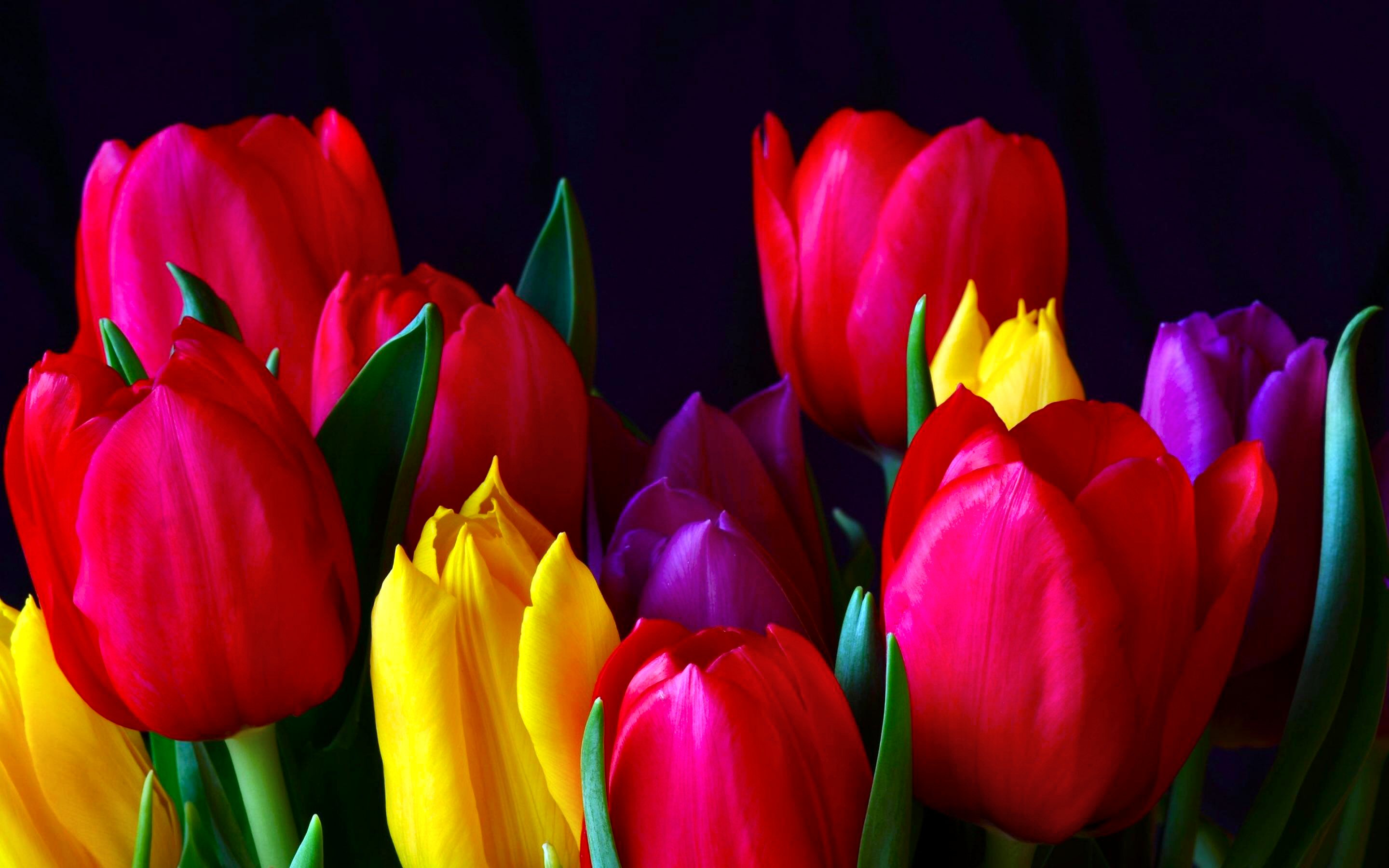 276762 descargar fondo de pantalla tulipán, flor roja, flores, vistoso, tierra/naturaleza, flor: protectores de pantalla e imágenes gratis