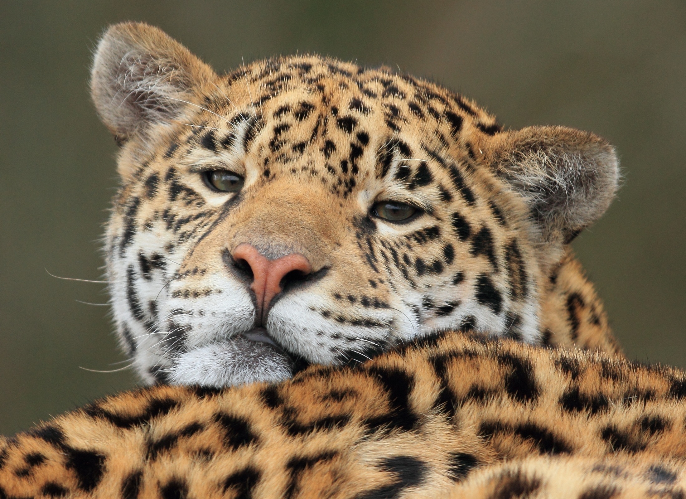 Descarga gratuita de fondo de pantalla para móvil de Jaguar, Bozal, Depredador, Gato Grande, Animales.