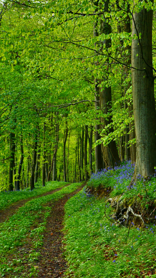 Download mobile wallpaper Nature, Forest, Path, Man Made, Bluebell for free.