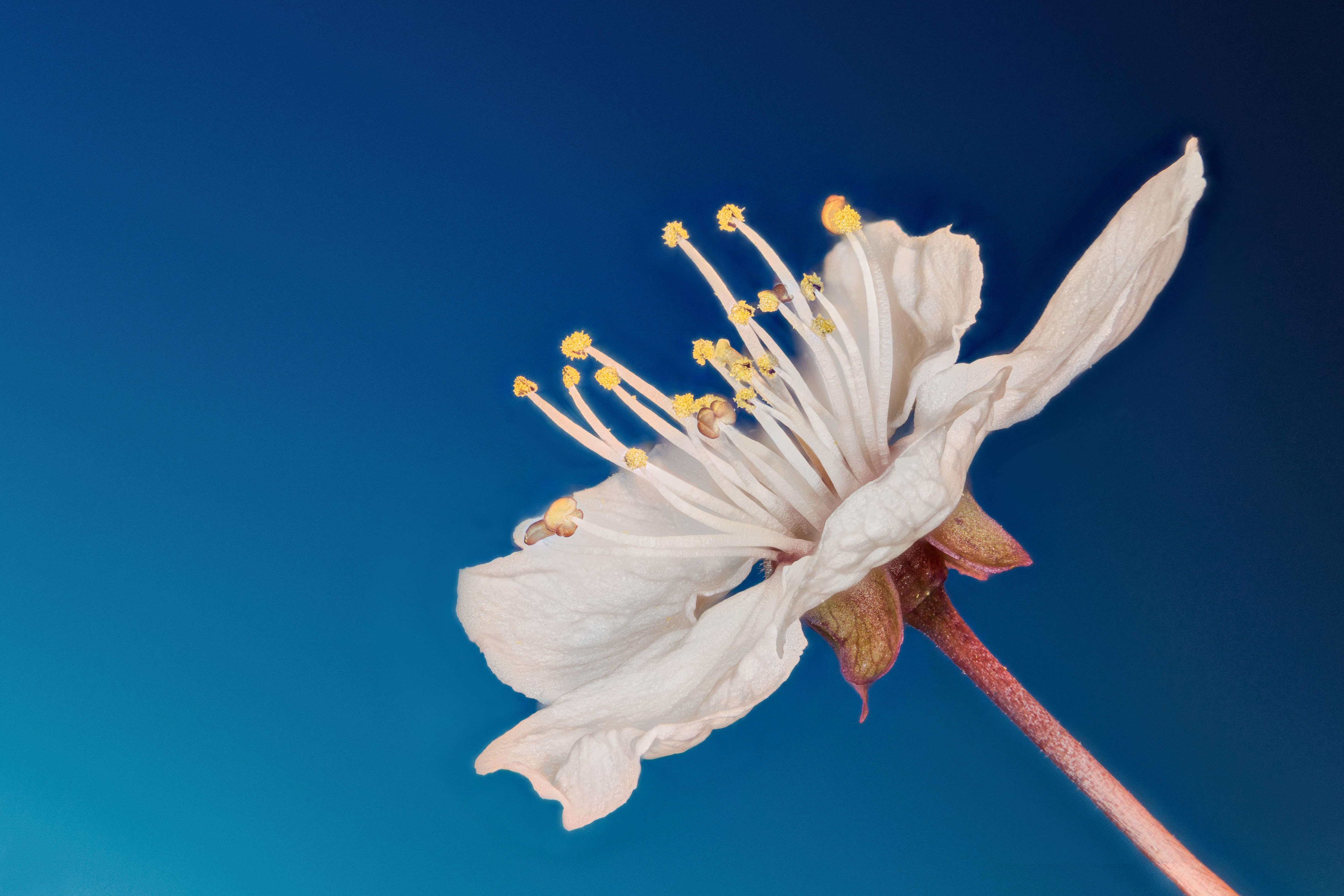 Baixe gratuitamente a imagem Flores, Flor, Macro, Flor Branca, Terra/natureza na área de trabalho do seu PC