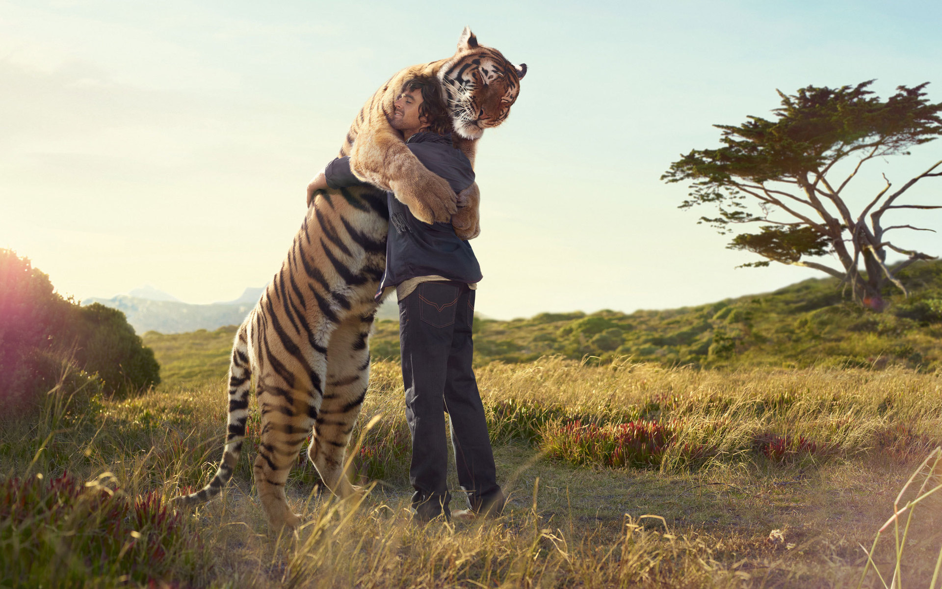 Téléchargez des papiers peints mobile Animaux, Tigre gratuitement.