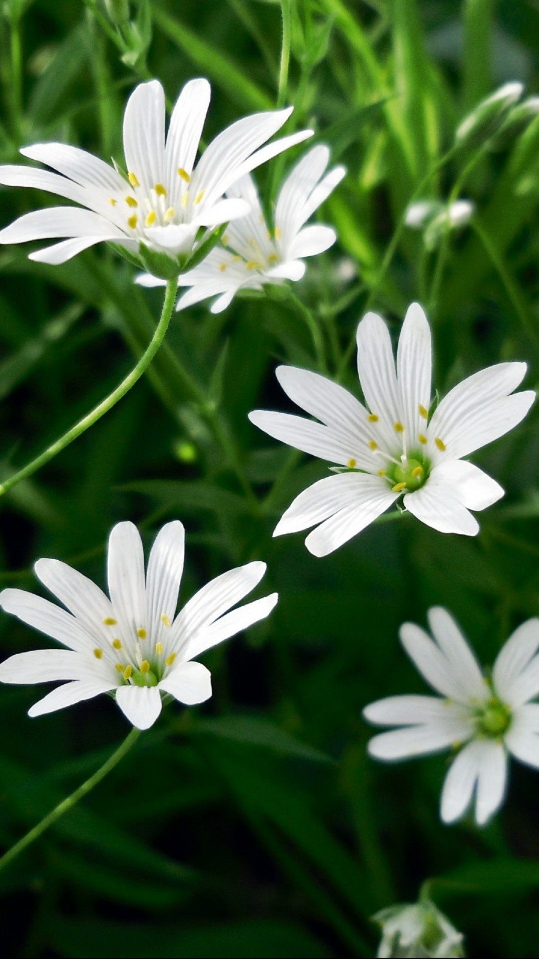 Handy-Wallpaper Blumen, Blume, Erde/natur kostenlos herunterladen.