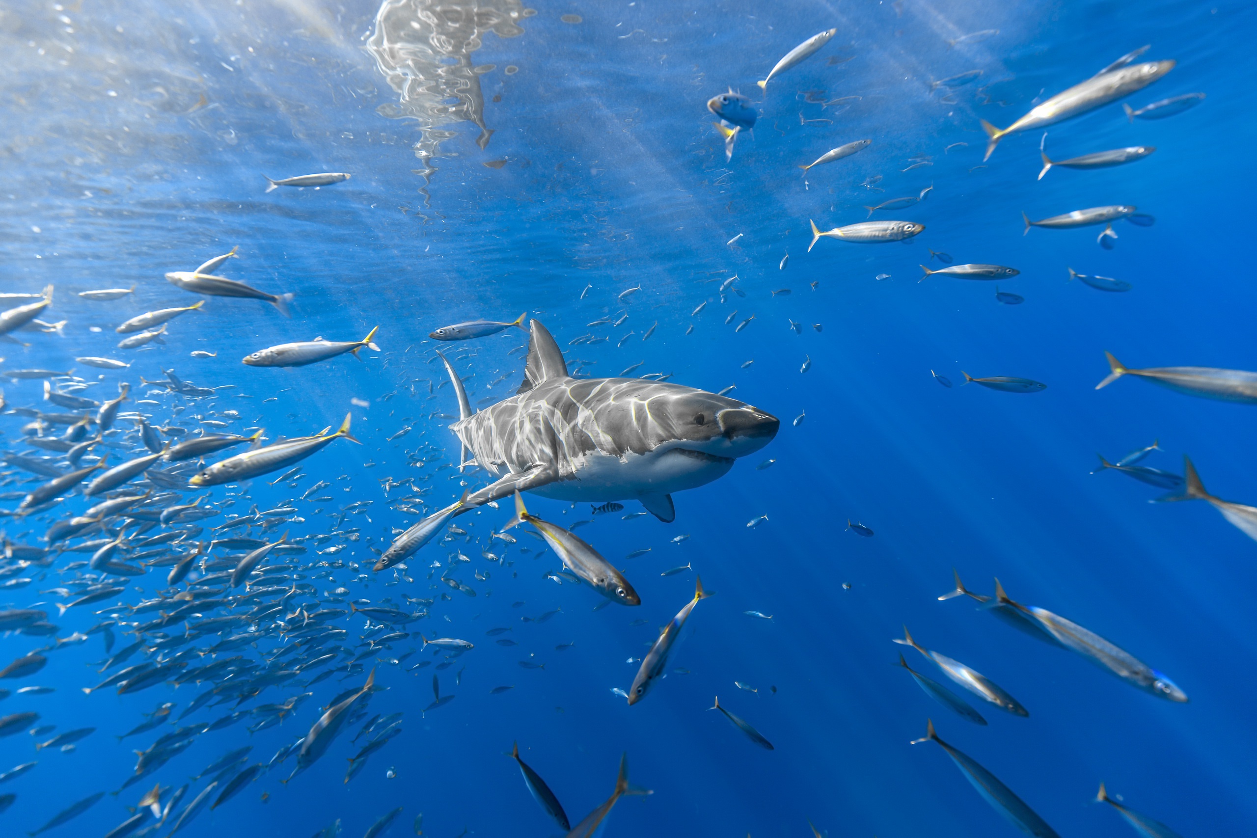 無料モバイル壁紙動物, サメ, 魚, 水中, 鮫, 海の生物をダウンロードします。