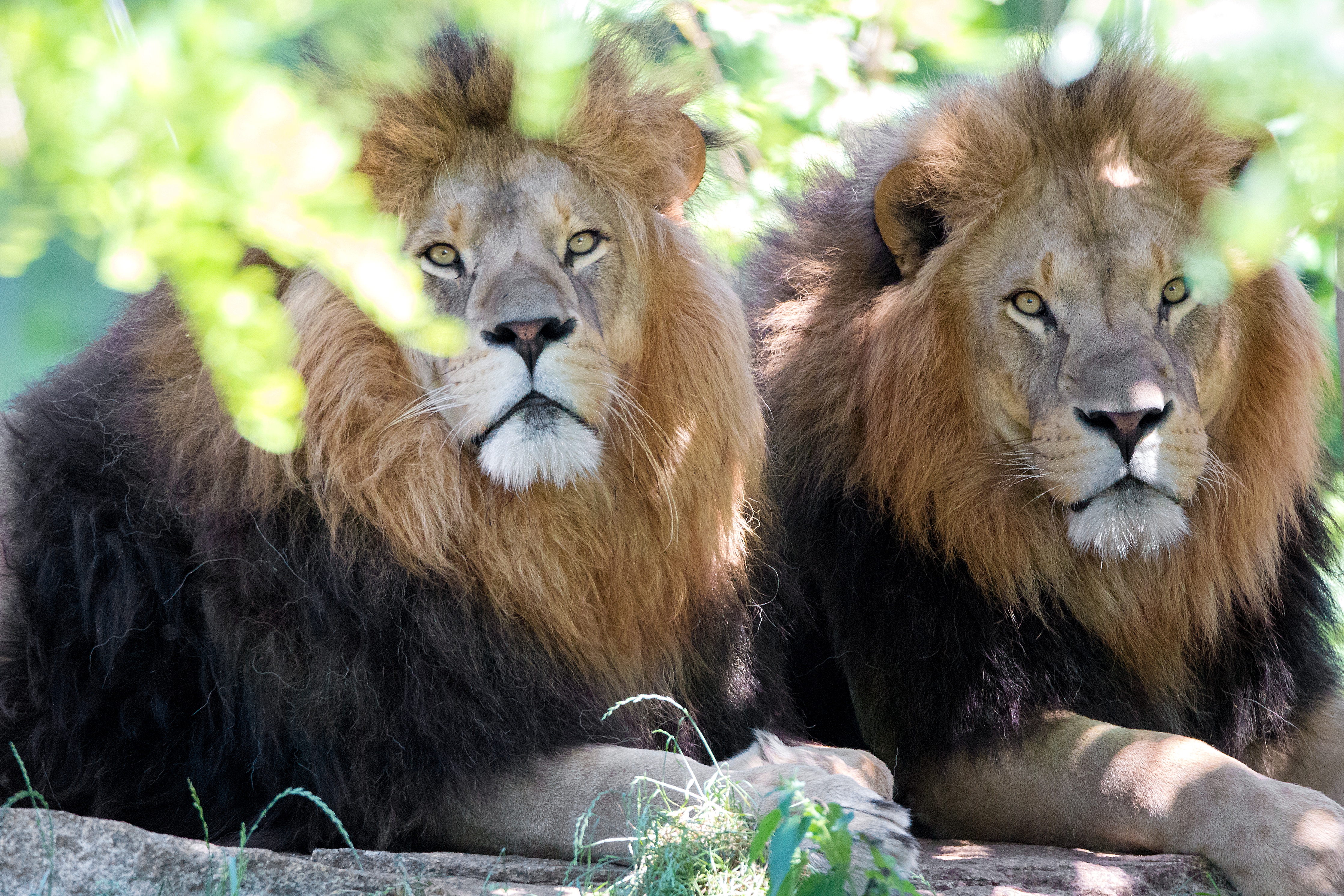 Free download wallpaper Cats, Lion, Animal on your PC desktop