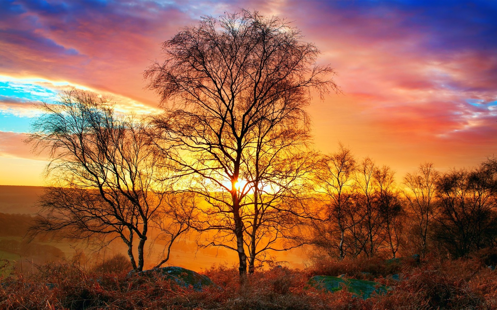 Laden Sie das Baum, Farben, Sonnenuntergang, Erde/natur-Bild kostenlos auf Ihren PC-Desktop herunter