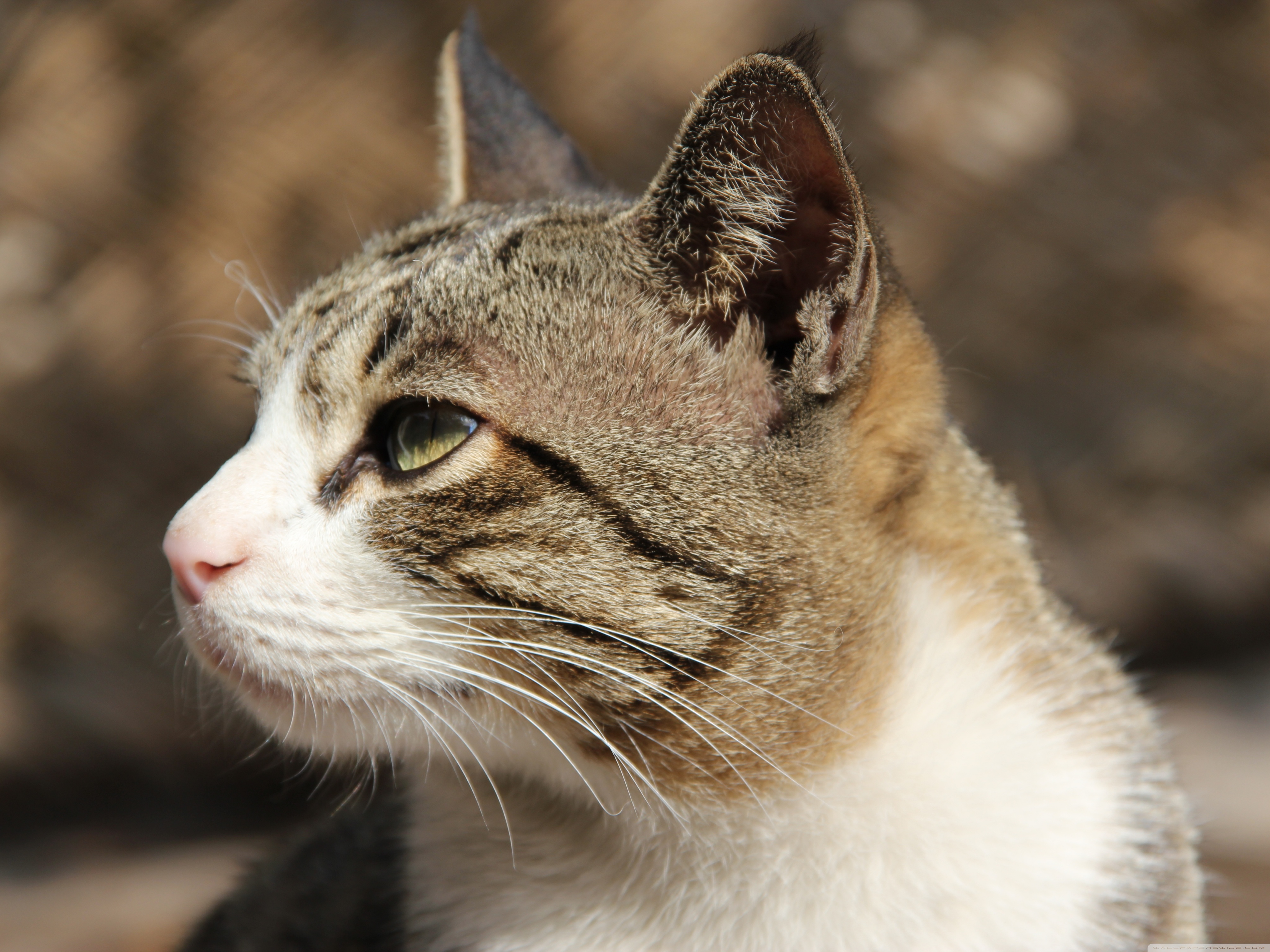 Laden Sie das Katze, Katzen, Tiere-Bild kostenlos auf Ihren PC-Desktop herunter