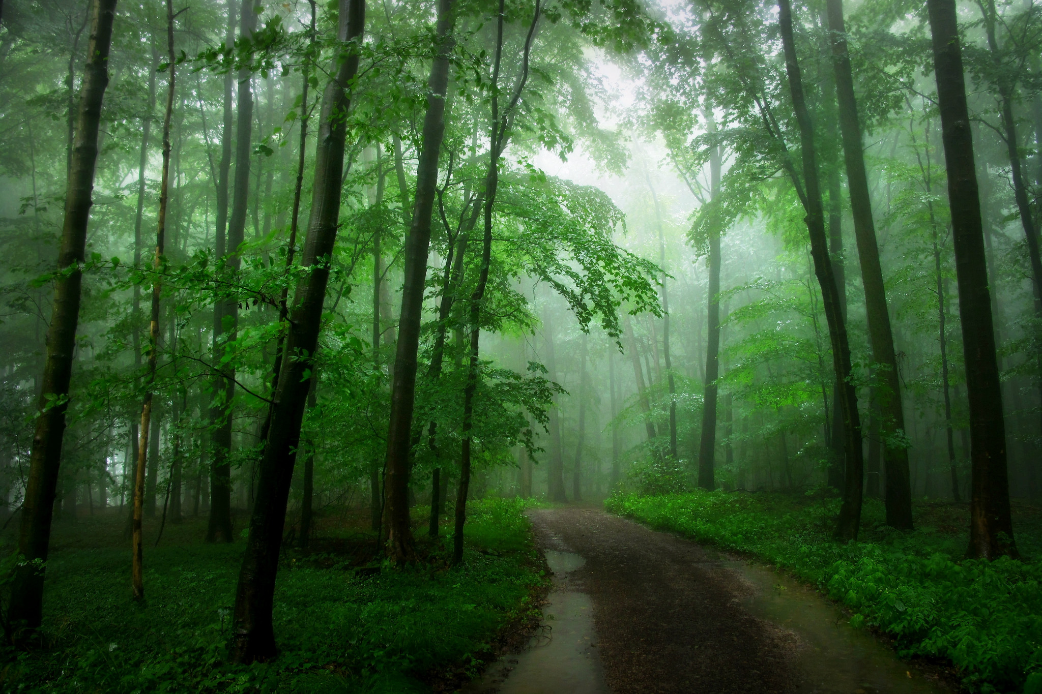 Скачать обои бесплатно Лес, Туман, Зелень, Дорожка, Сделано Человеком, Грязная Дорога картинка на рабочий стол ПК